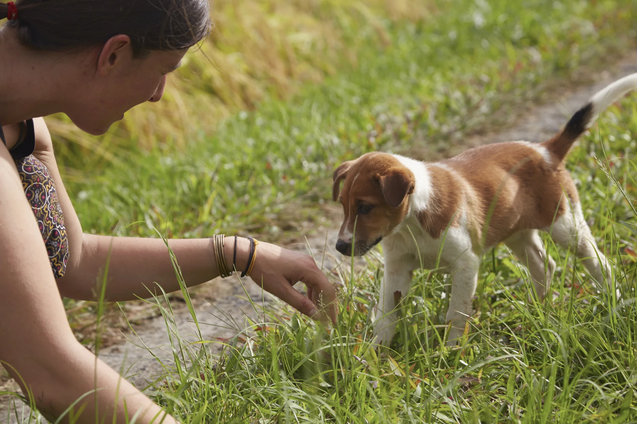 L'incontro con due cuccioli un pochino diffidenti che si sono poi incamminati verso la foresta oltrepassando un piccolo torrente e saltando da grandi rocce per raggiungere degli uomini del villaggio
