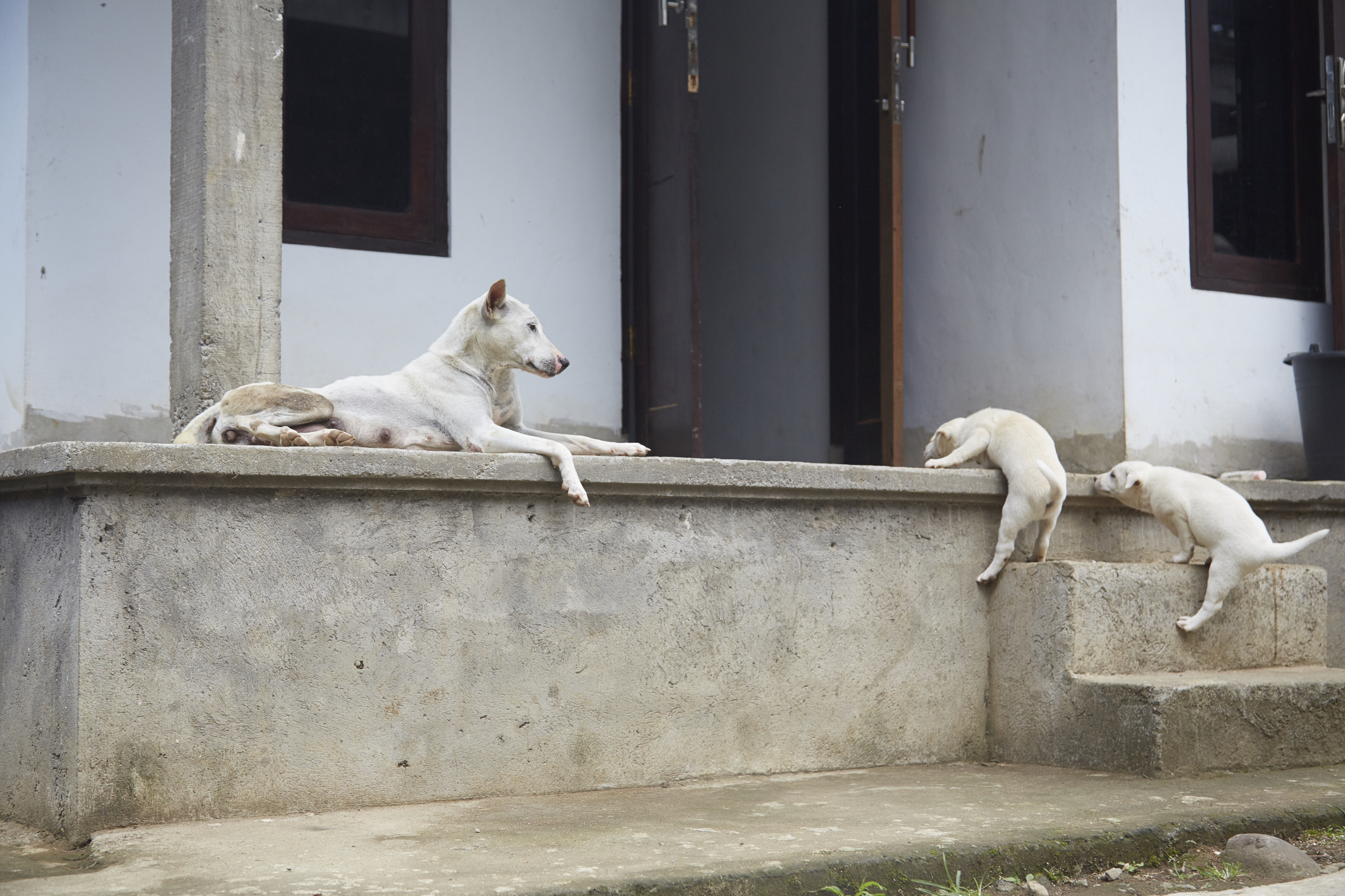Uno splendido esemplare con i suoi cuccioli, una madre calma e sicura di sè, ma pronta ad allontanarsi se mi fossi avvicinata