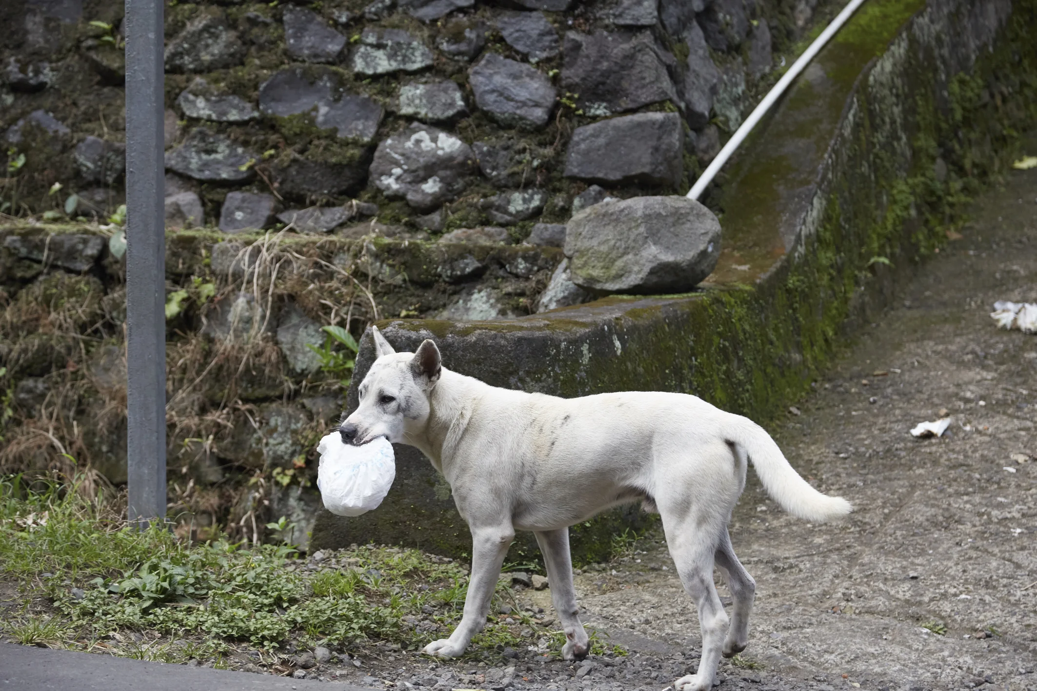 Rubo questo sacchetto interessante e poi trovo un posto tranquillo per smembrarlo