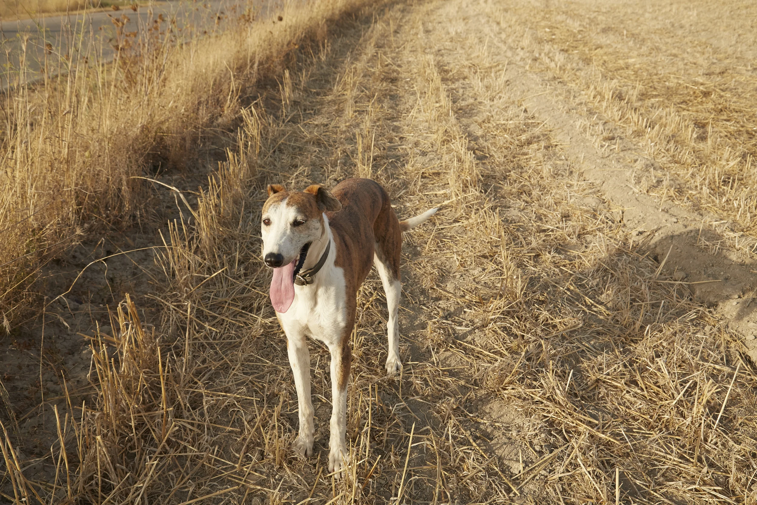 Levriero Sardo incrocio Pastore Maremmano Abruzzese