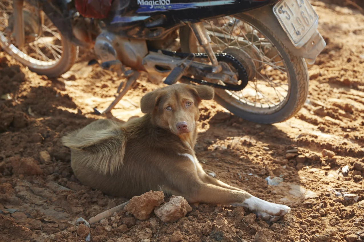 Interessante l'effetto della cresta su un incrocio con PQR con pelo di media lunghezza.