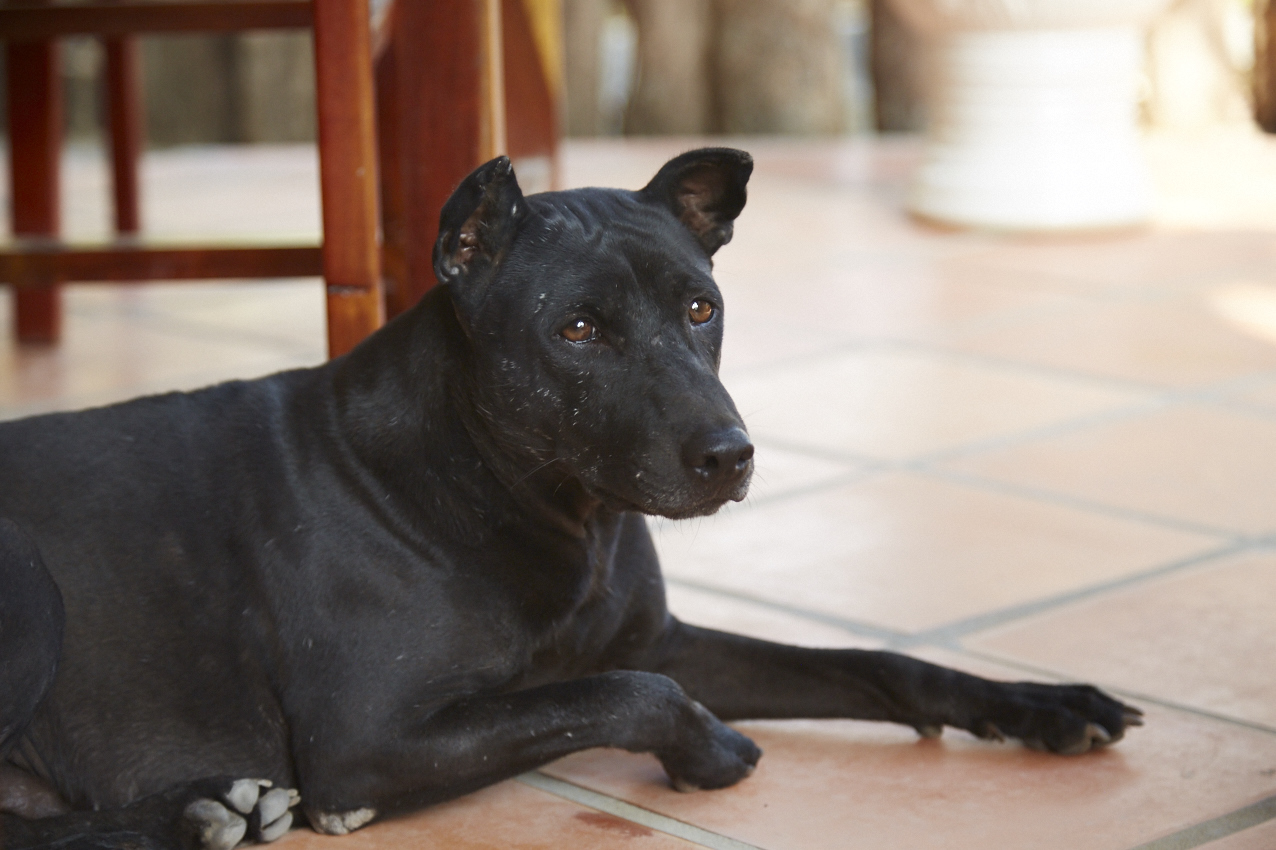 Il "nonno" e le sue orecchiette che sembrano quasi tagliate