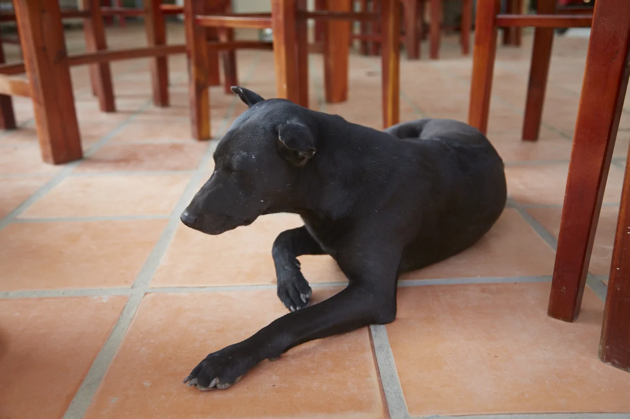 Il "nonno" tra i tavoli della colazione che medita