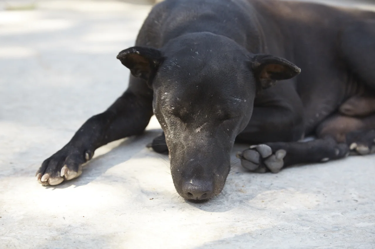 Il "Nonno" nella sua espressione più tipica