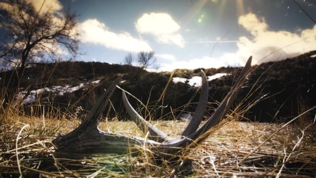 antler timelapse (Copy)