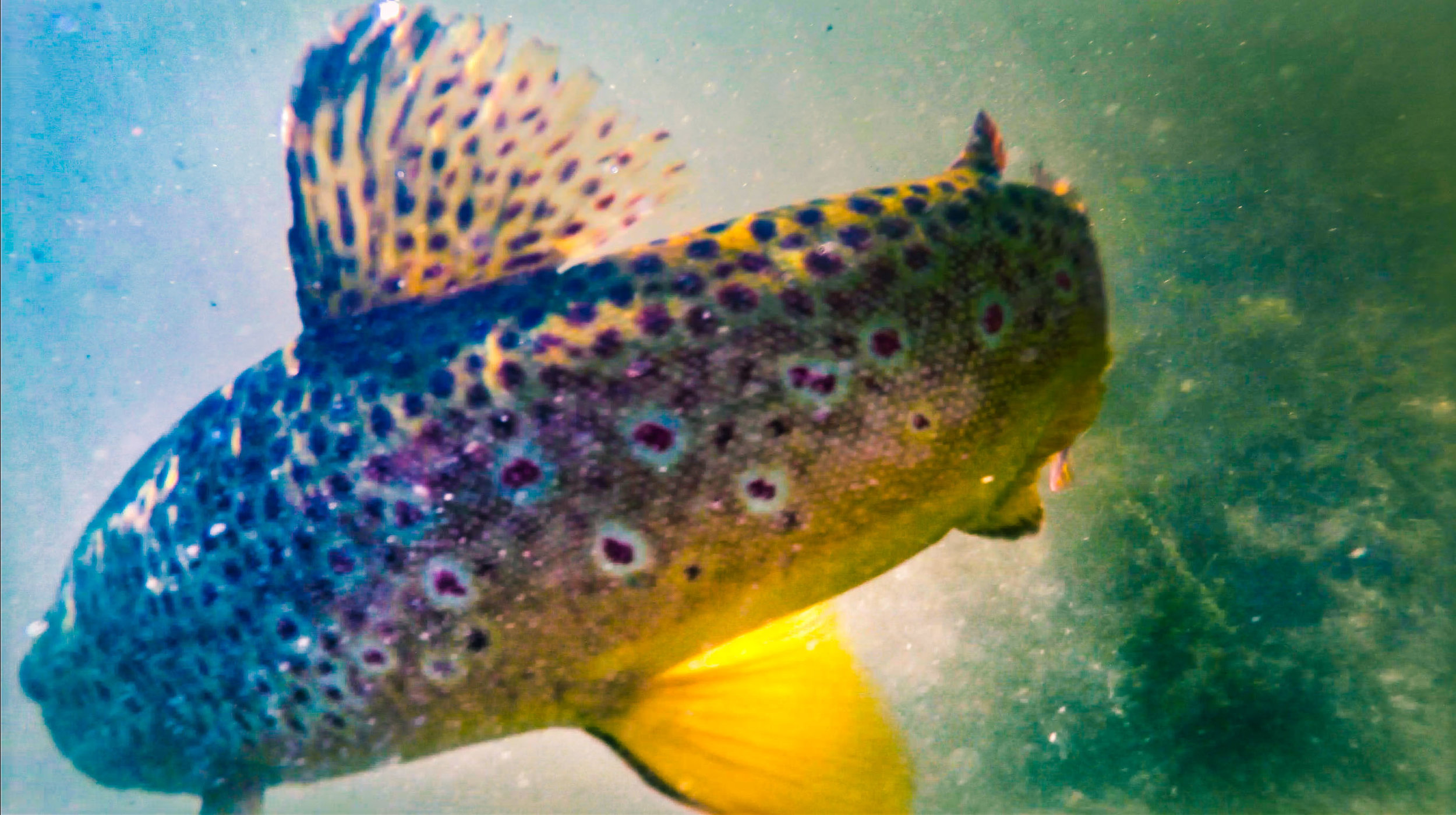 Fish and Hooking Fish.00_10_28_06.Still095.jpg