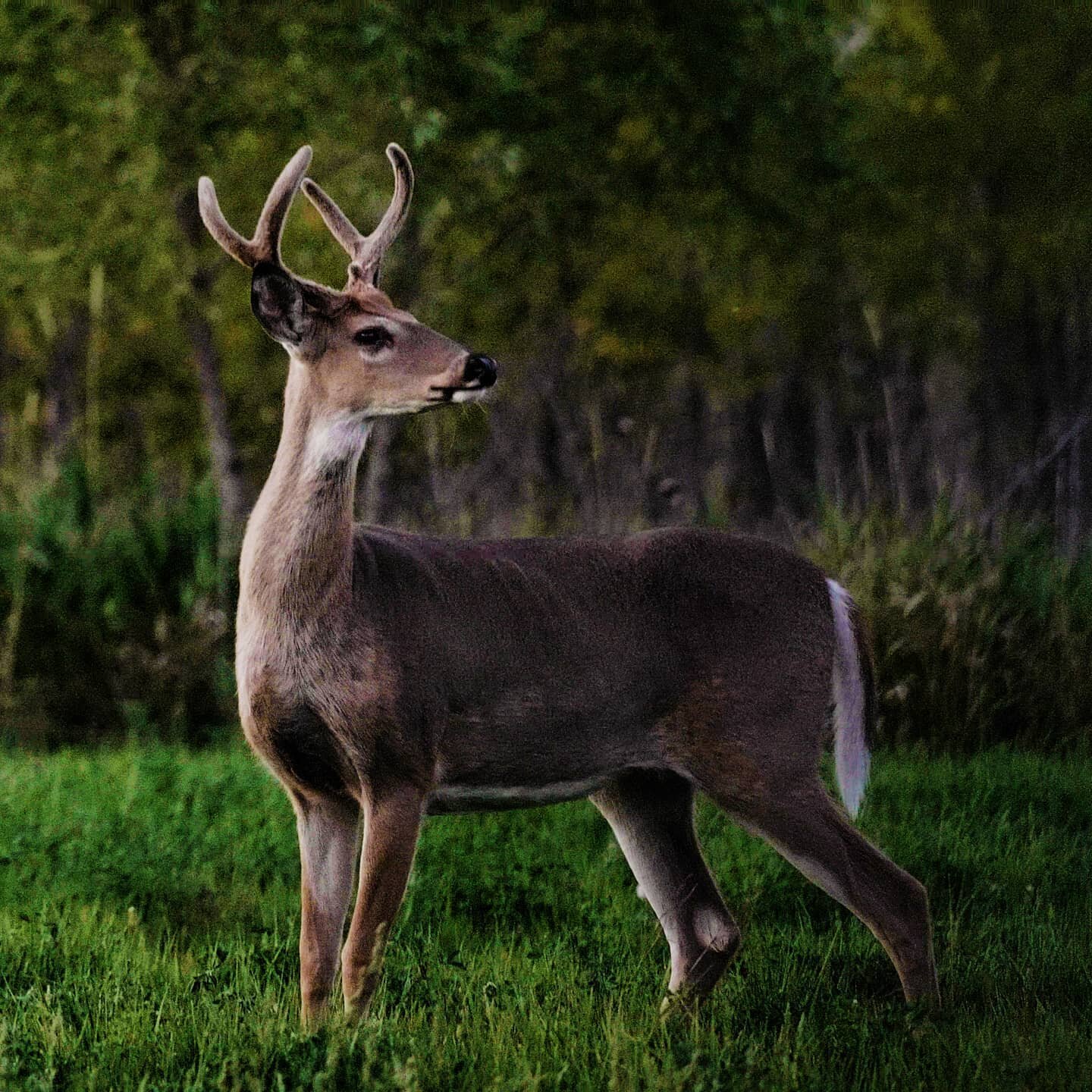 Sometimes you start chasing size so intently that you forget how majestic they are.

#bowhunting #hunting #archery #bowhunter #deerhunting #deer #whitetail #outdoors #hunt #hunter #whatgetsyououtdoors #archeryhunting #deerseason #whitetaildeer #arche