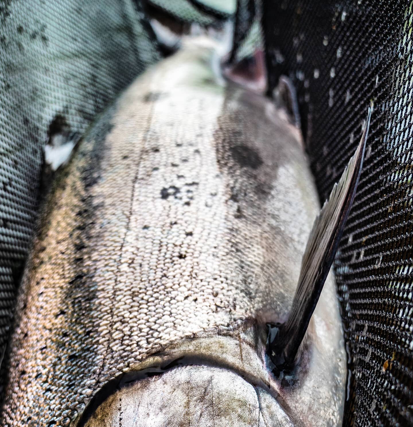 Ready for some open water!

#flyfishing #fishing #flytying #catchandrelease #flyfishingaddict #flyfishingjunkie #fish #flyfishinglife #flytyingjunkie #flyfishingnation #fishinglife #nature #flyfishingphotography #flyfish #onthefly #fluefiske #keepemw