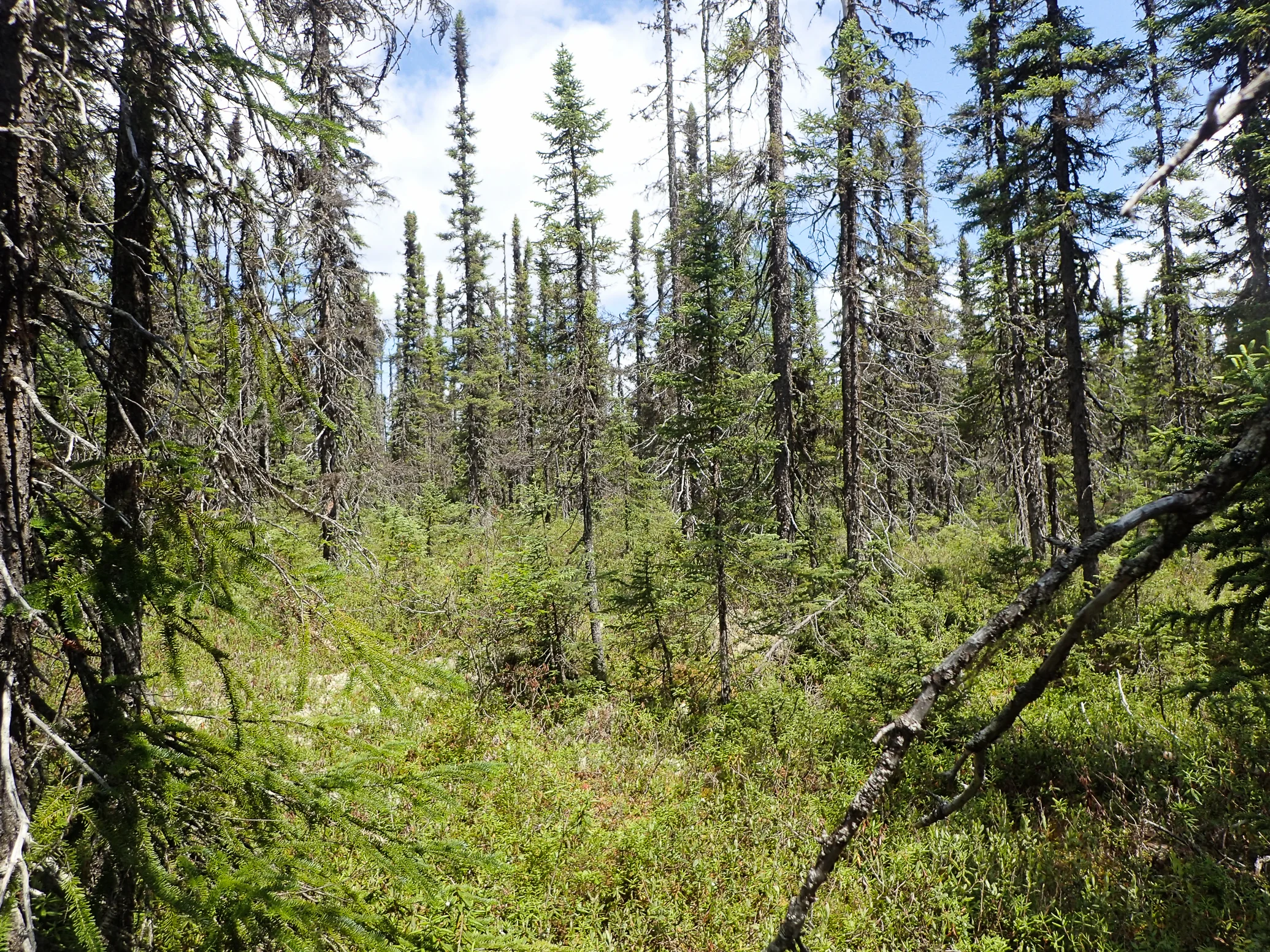Nord de Chibougamau