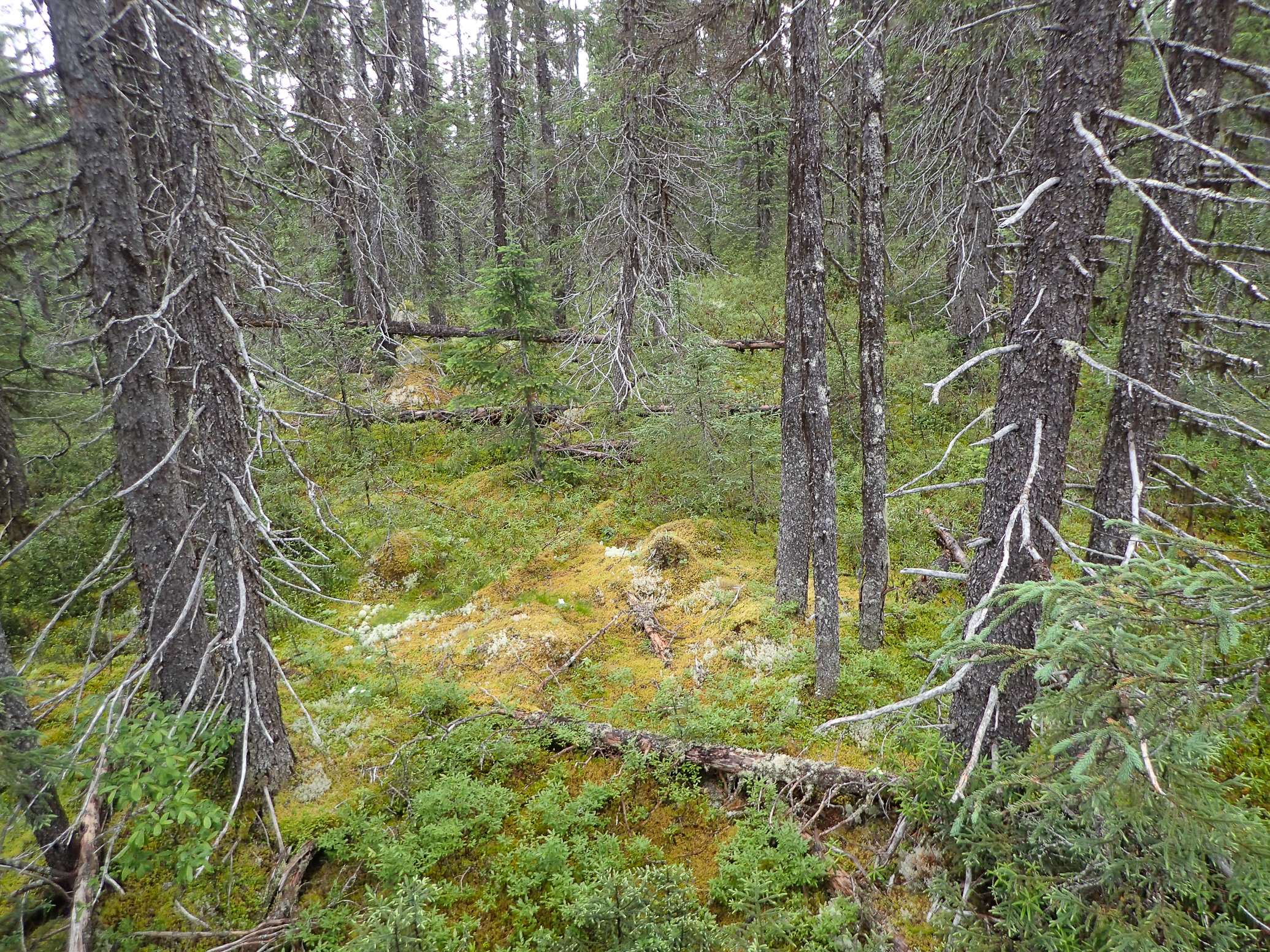 Au nord du lac Mistassini