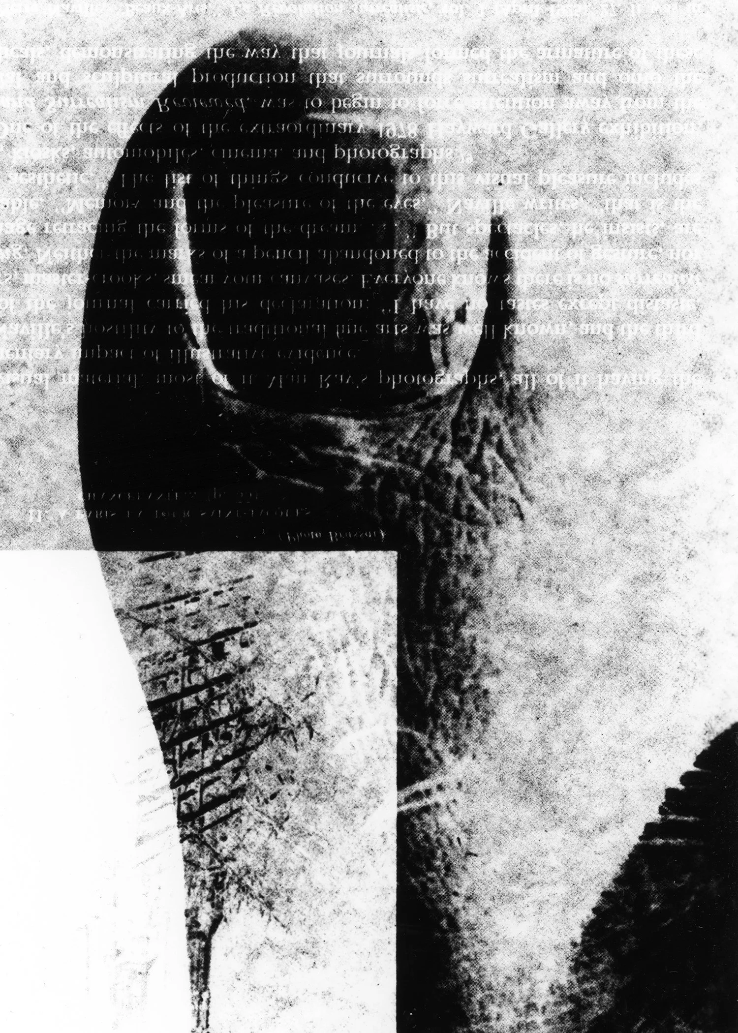 Krauss Big Toe (2).jpg