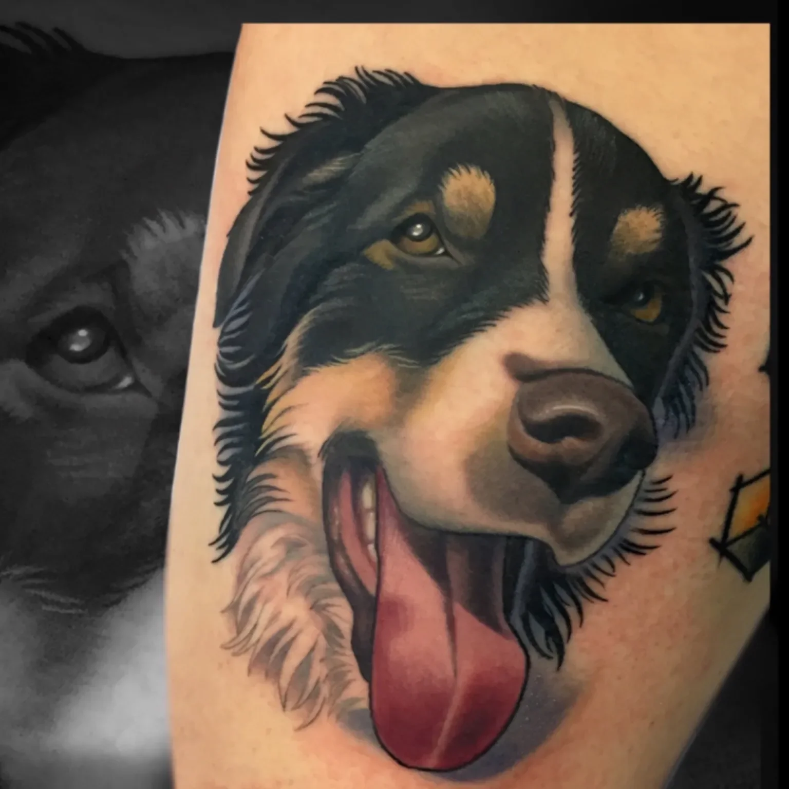 bordercollie.webp