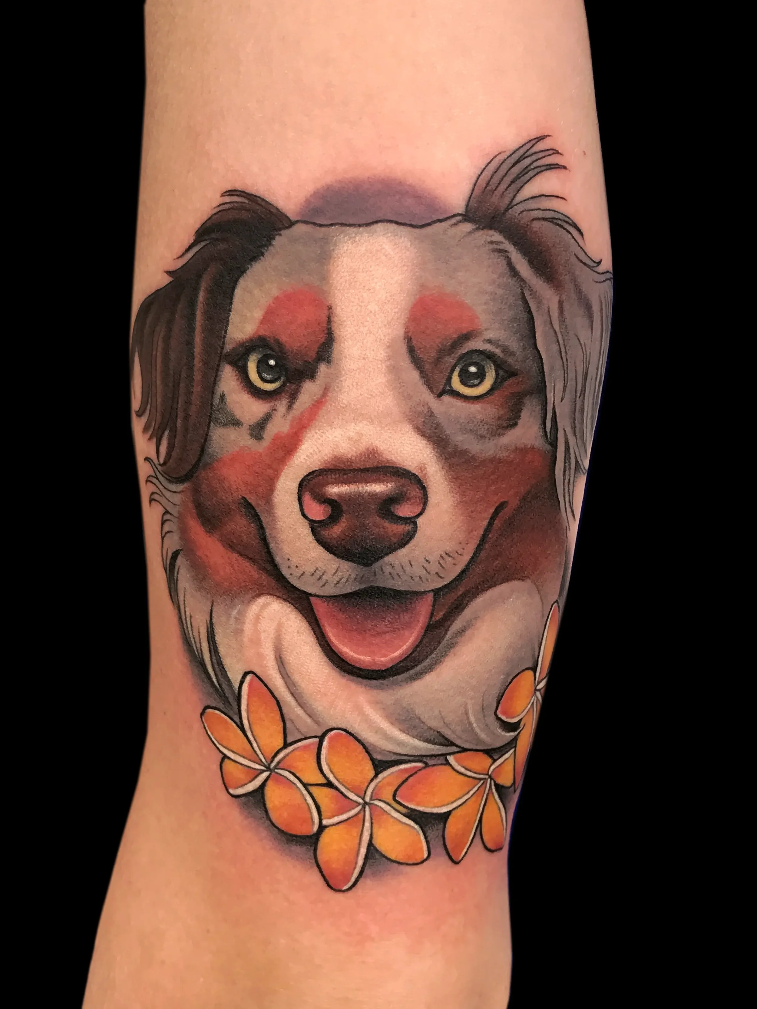 dogcollie2.webp