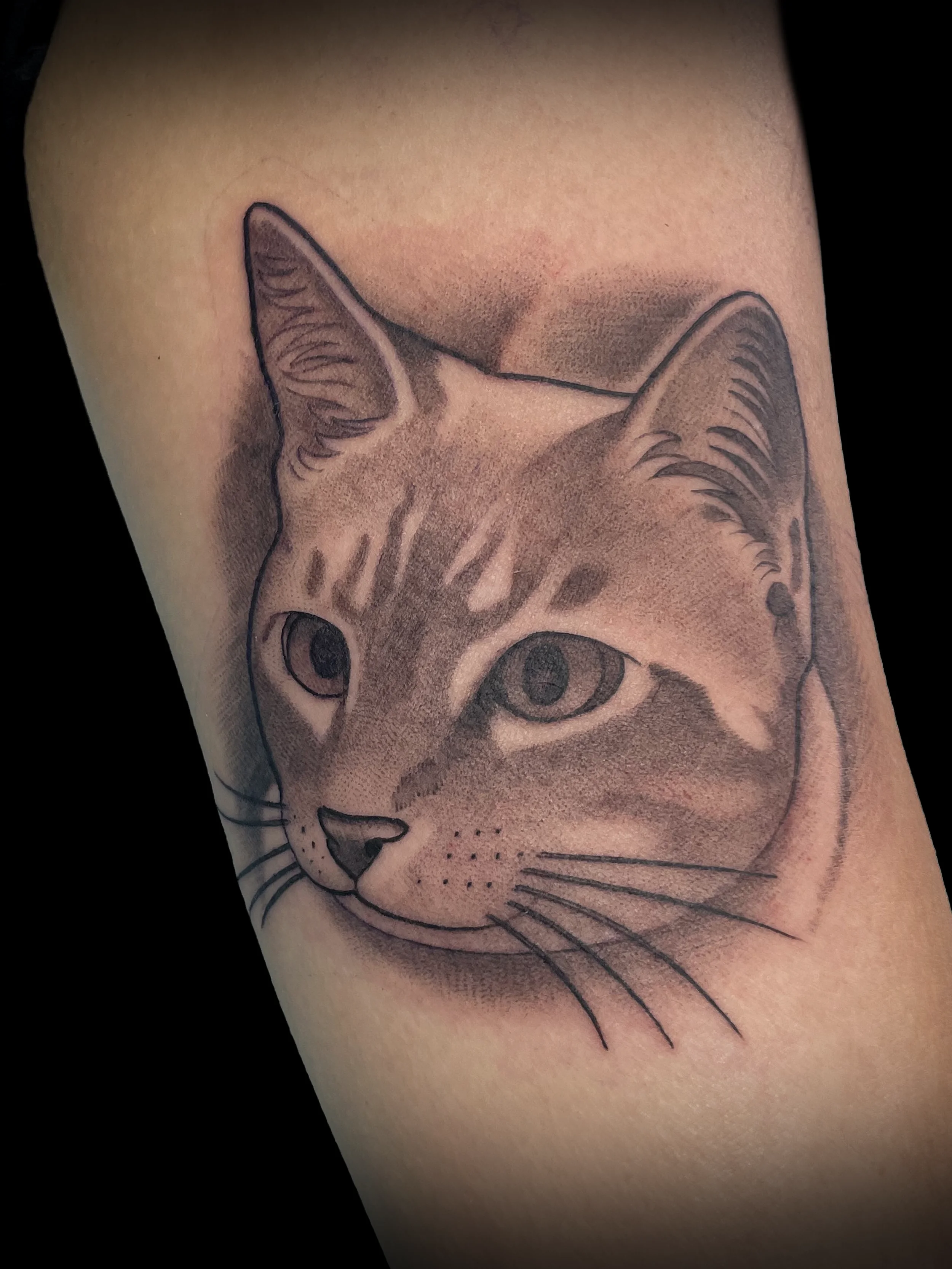 simplecat.webp