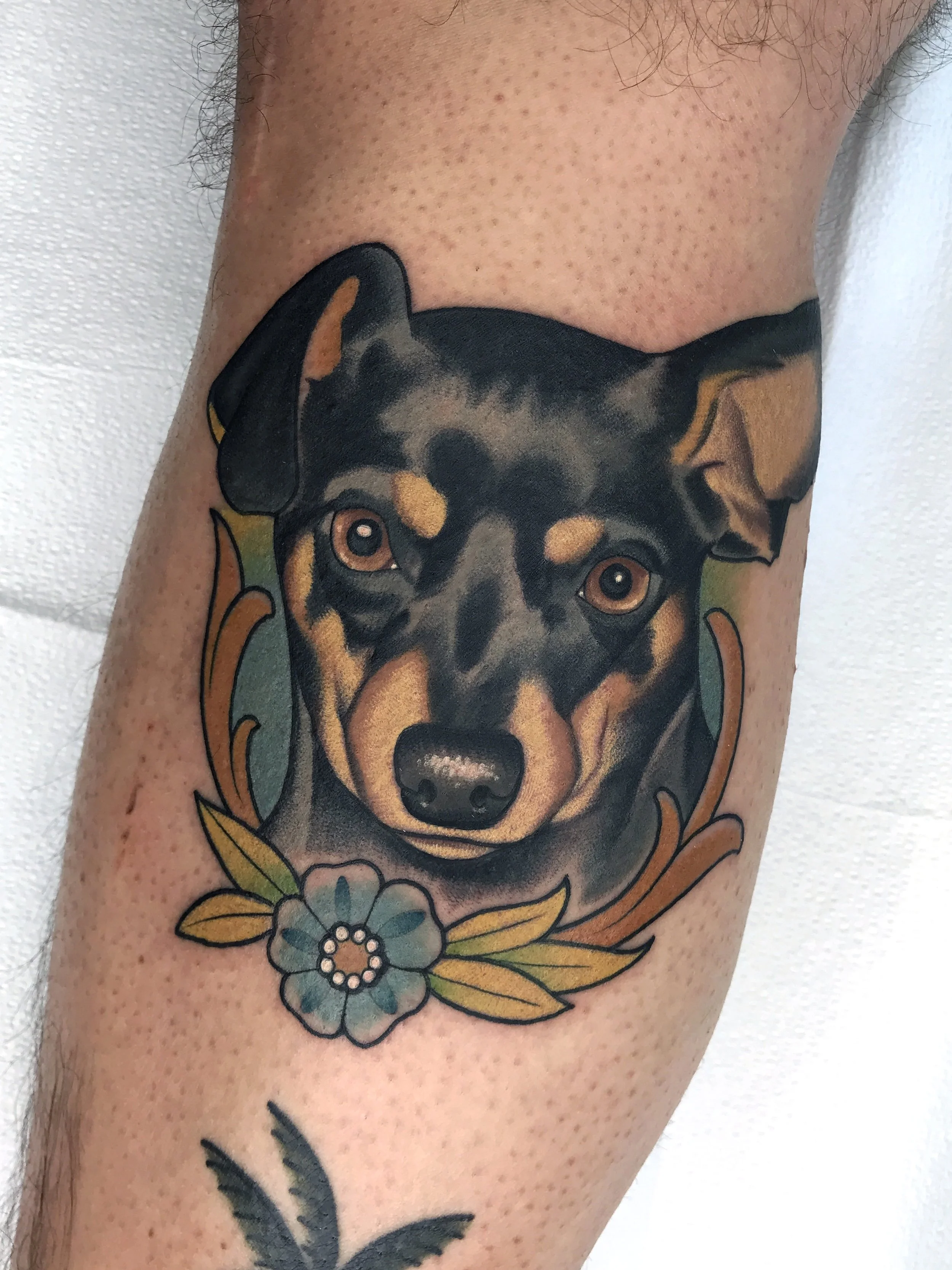 miniature pincher min pin tattoo 