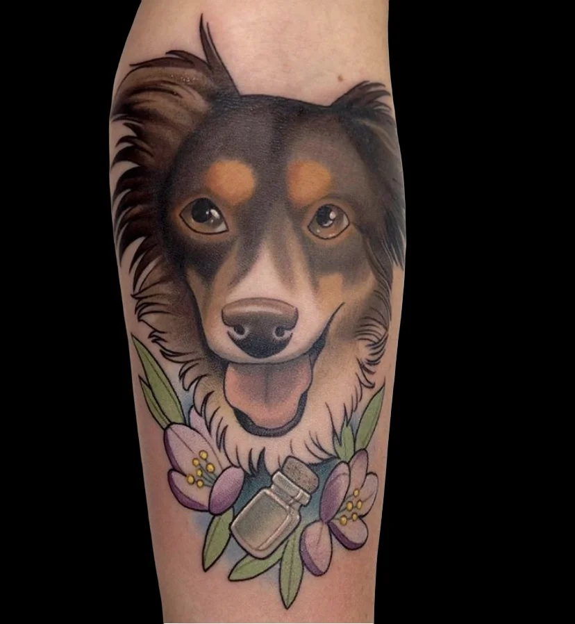 brownbordercollie.webp