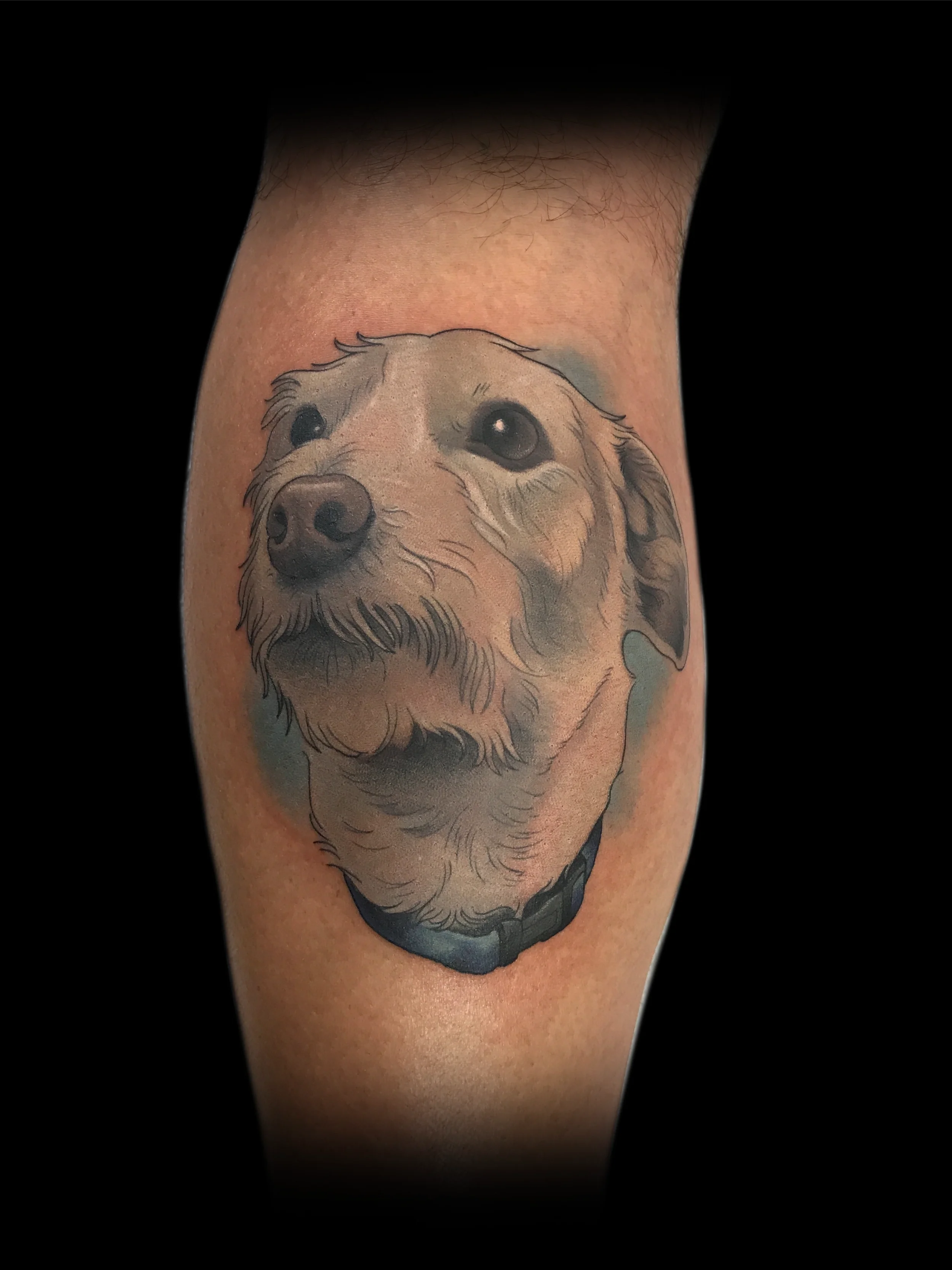 whitedog copy 2.webp