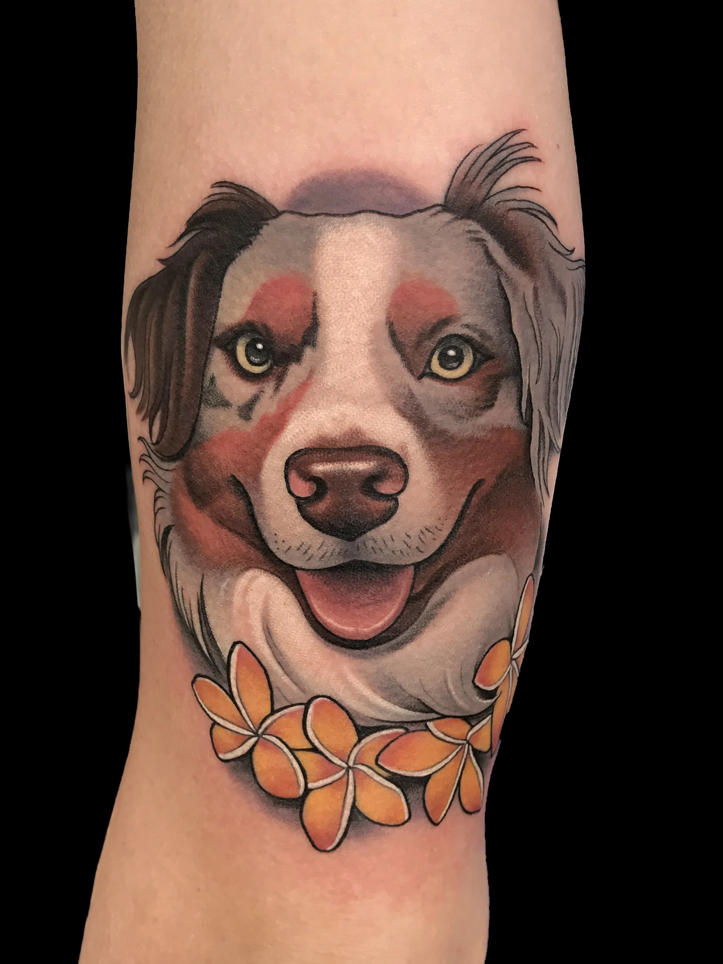 adog.webp