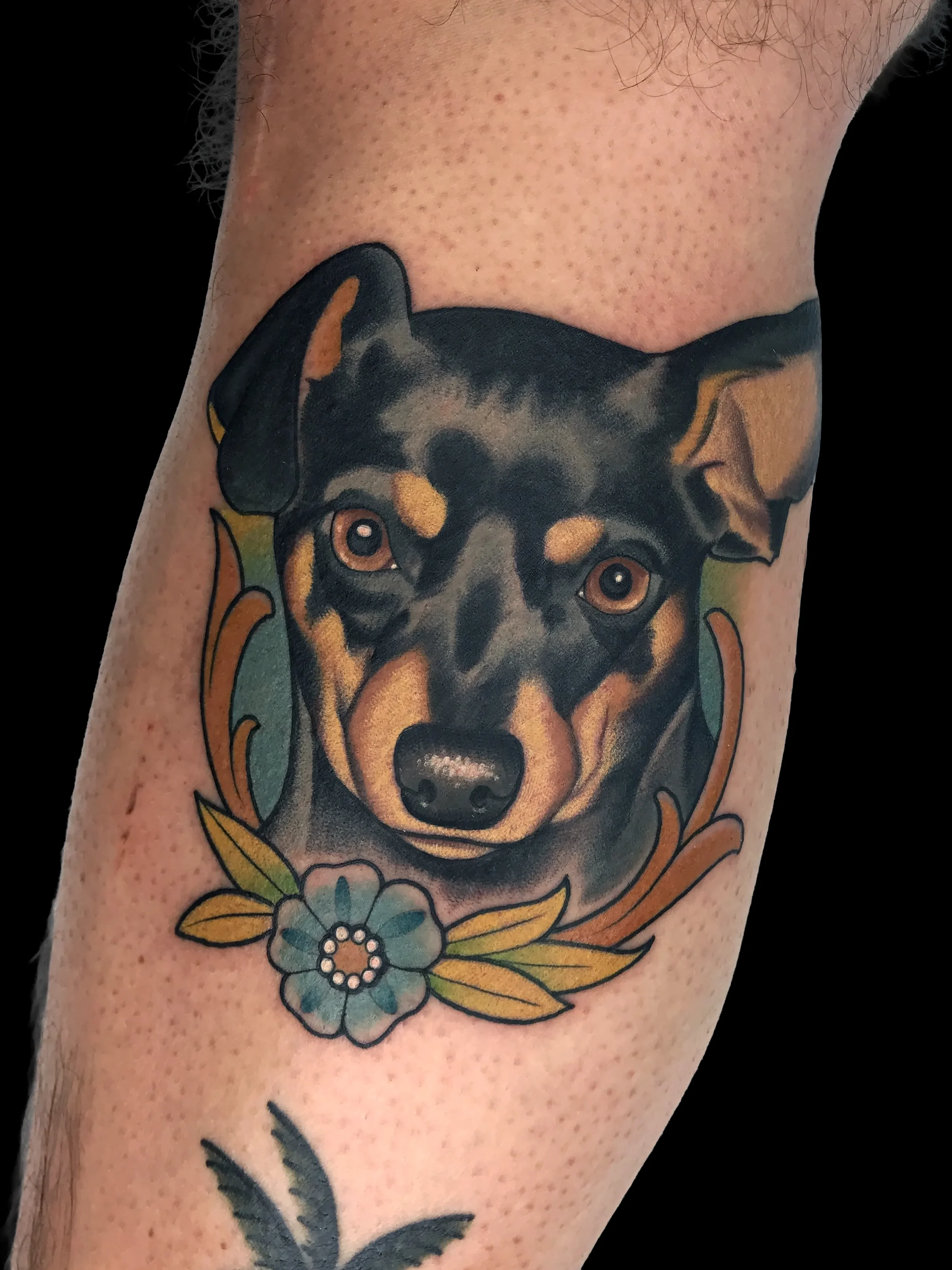 minpin.webp