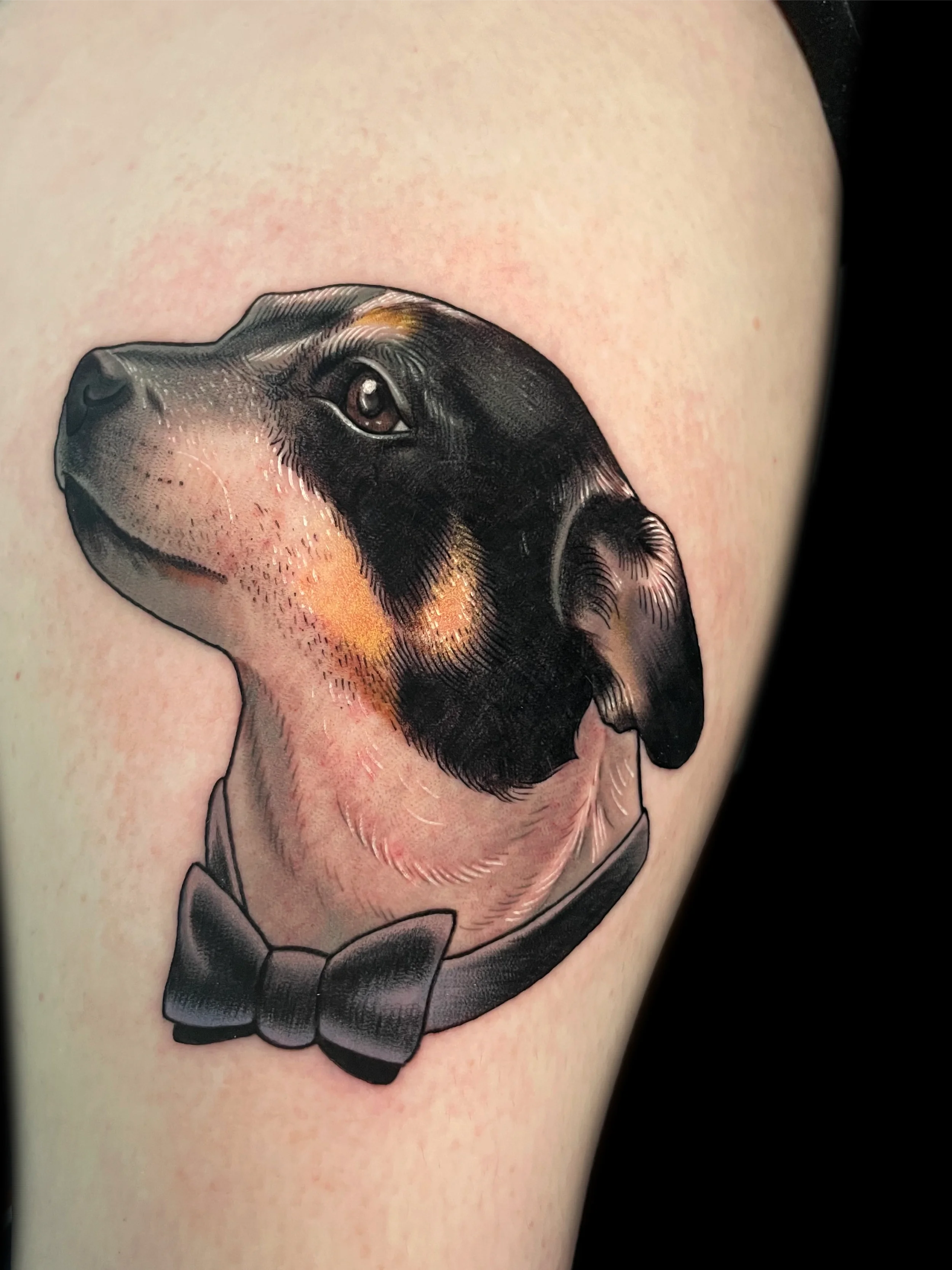 dogportrait9 copy.webp
