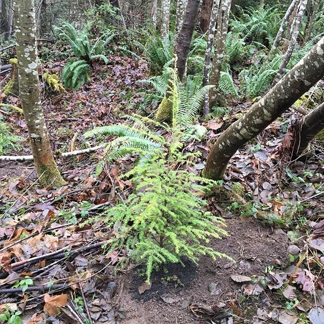 60 native plants in the ground. Grow well little friends. See you later. 😘🌱