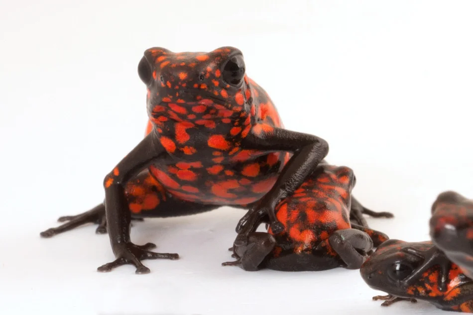 Foto+2+Oophaga_sylvatica+diablo.jpg