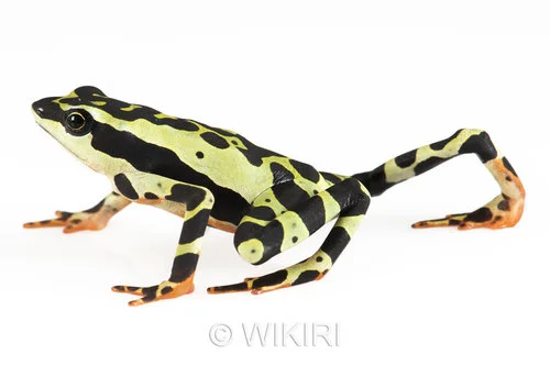 Atelopus+limón09_Wikiri.jpg
