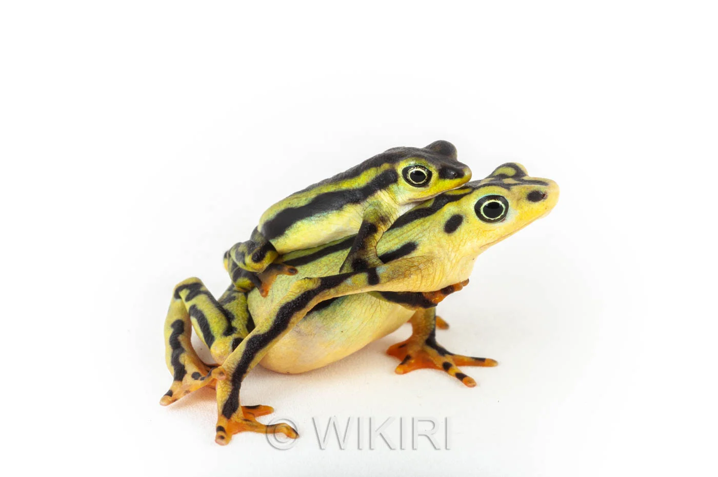 Amplexus Atelopus elegans_20 copia.jpg