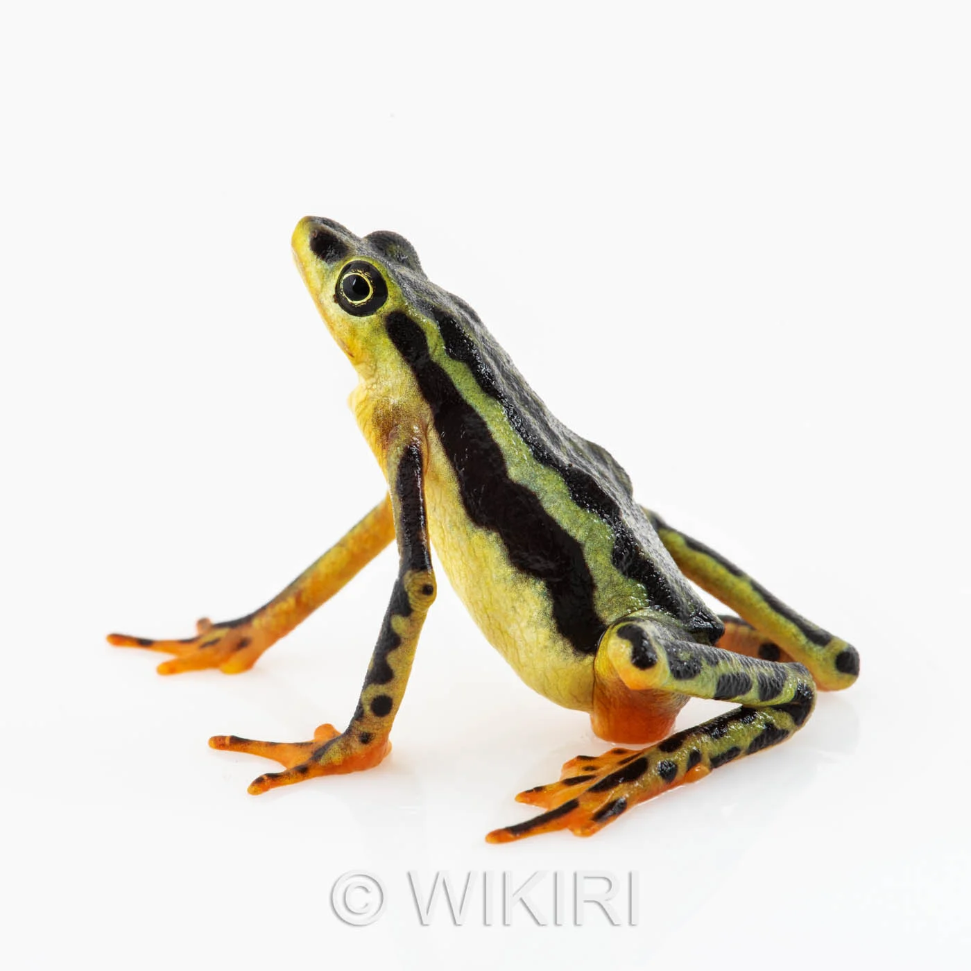 Atelopus elegans lateral.jpg