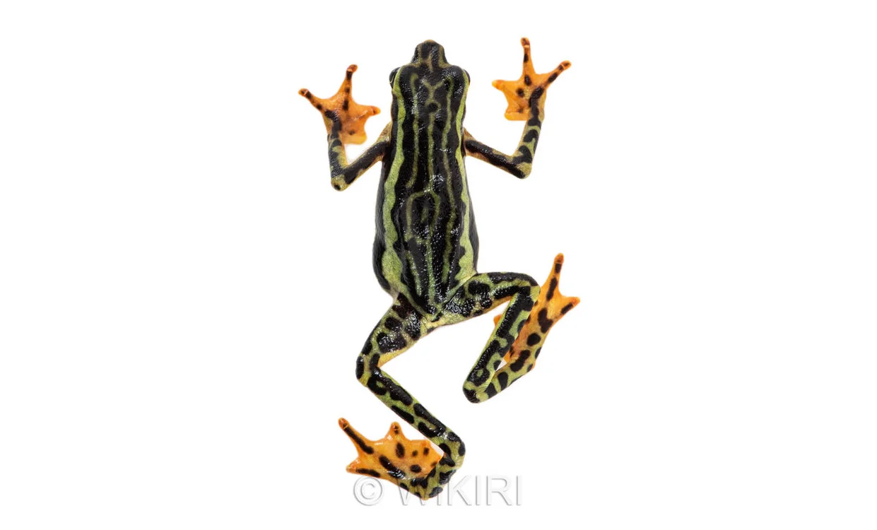 Atelospus+elegans.jpg