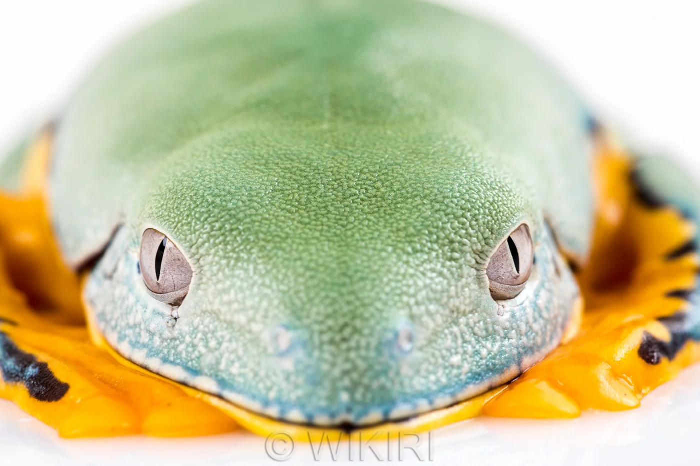 SC1_3060-1.jpg