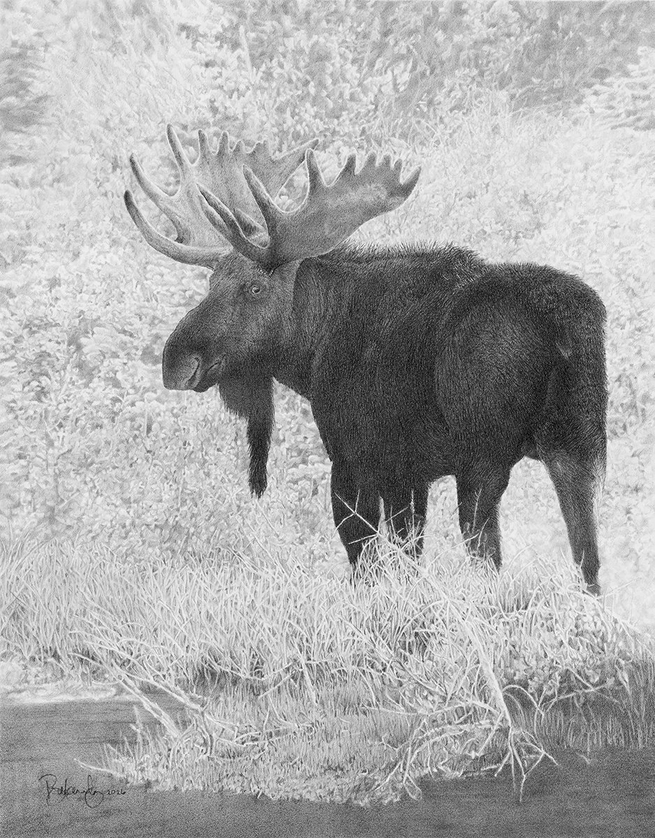Moose - Web.jpg