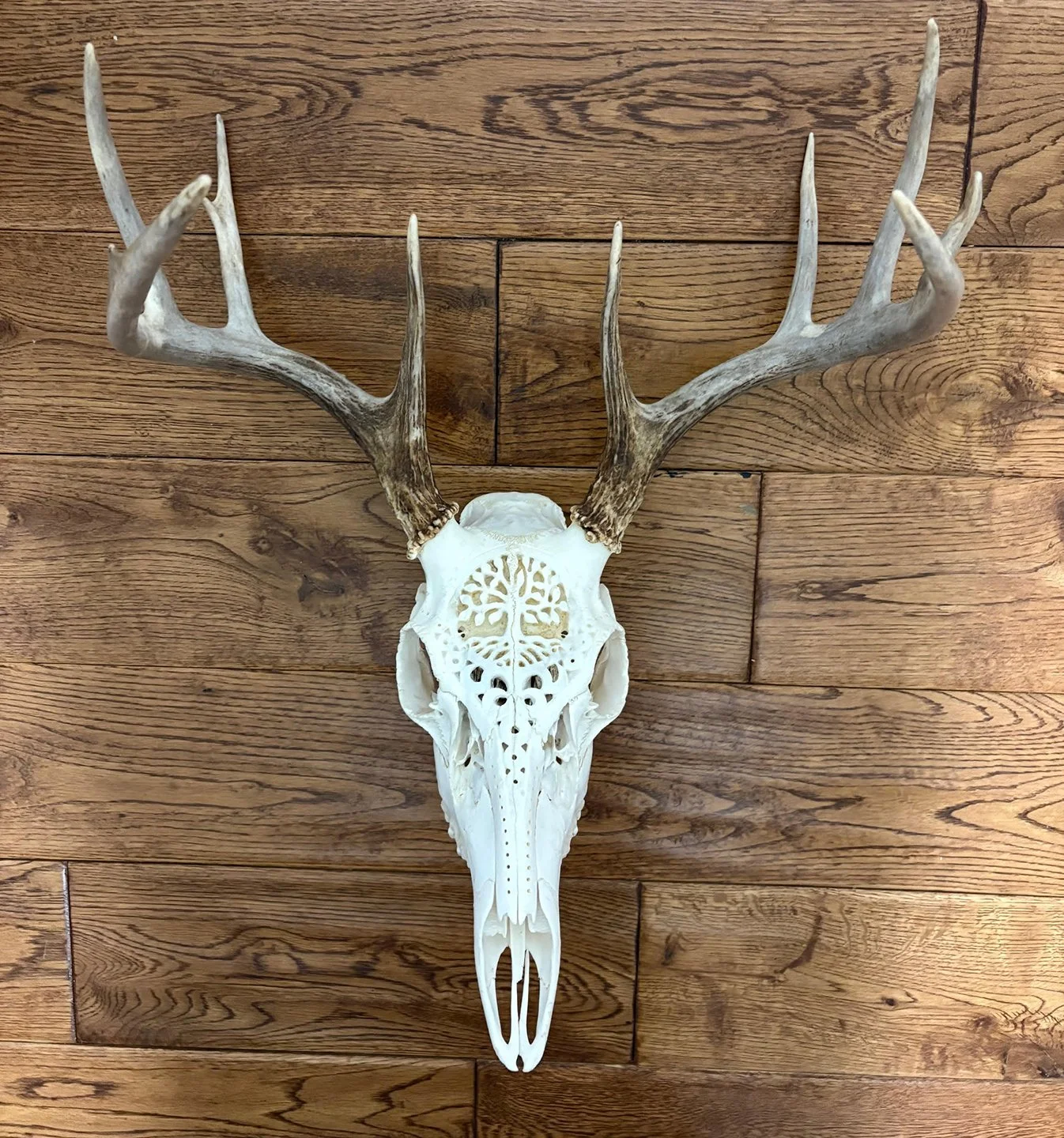 DeerSkull.jpg