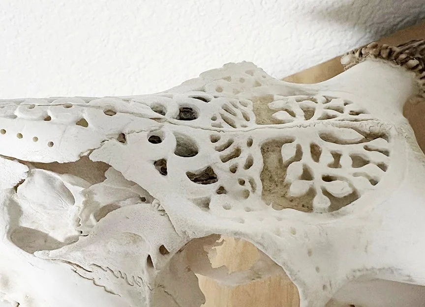 Skull2.jpg