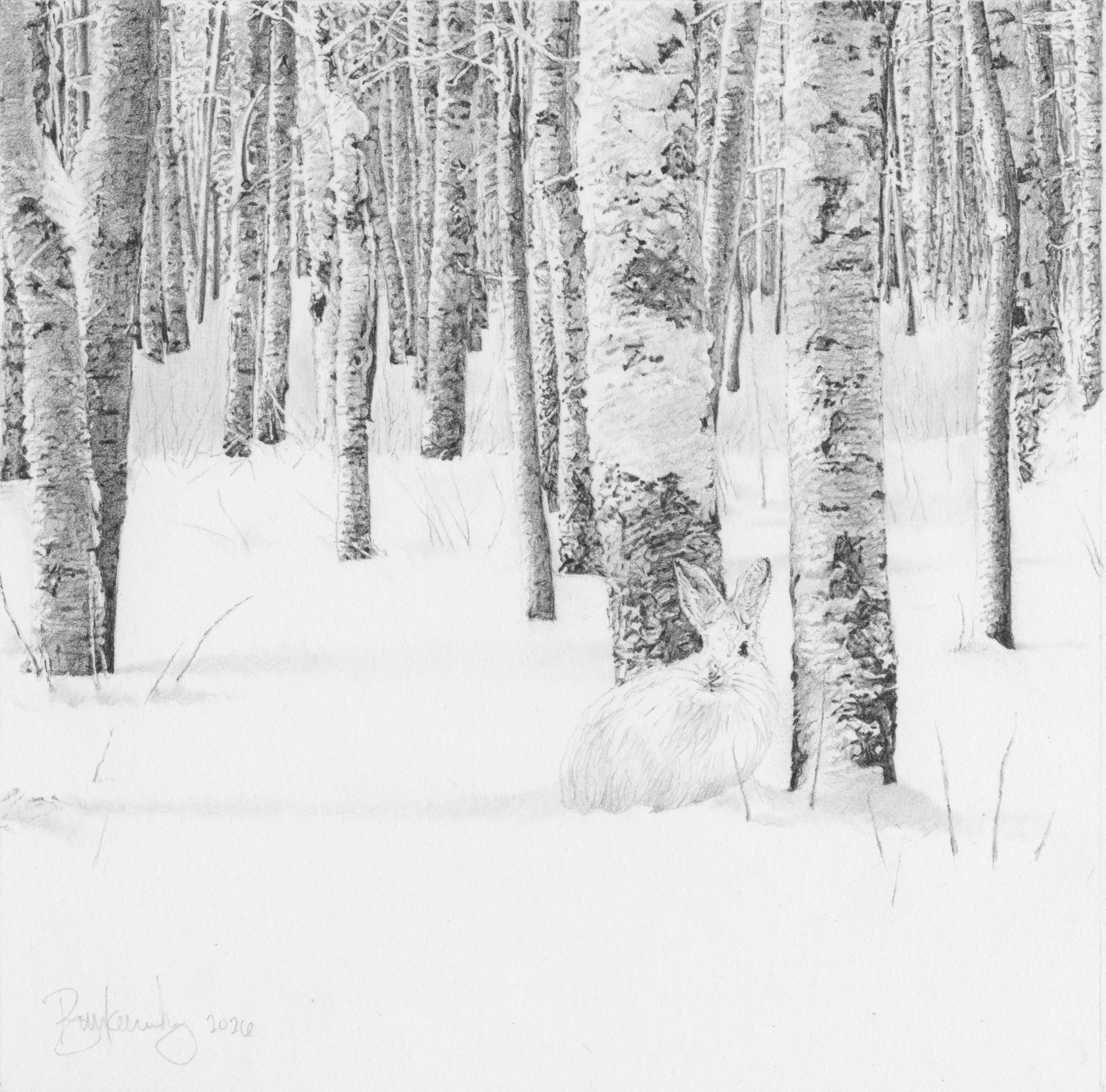 SnowshoeHare.jpg