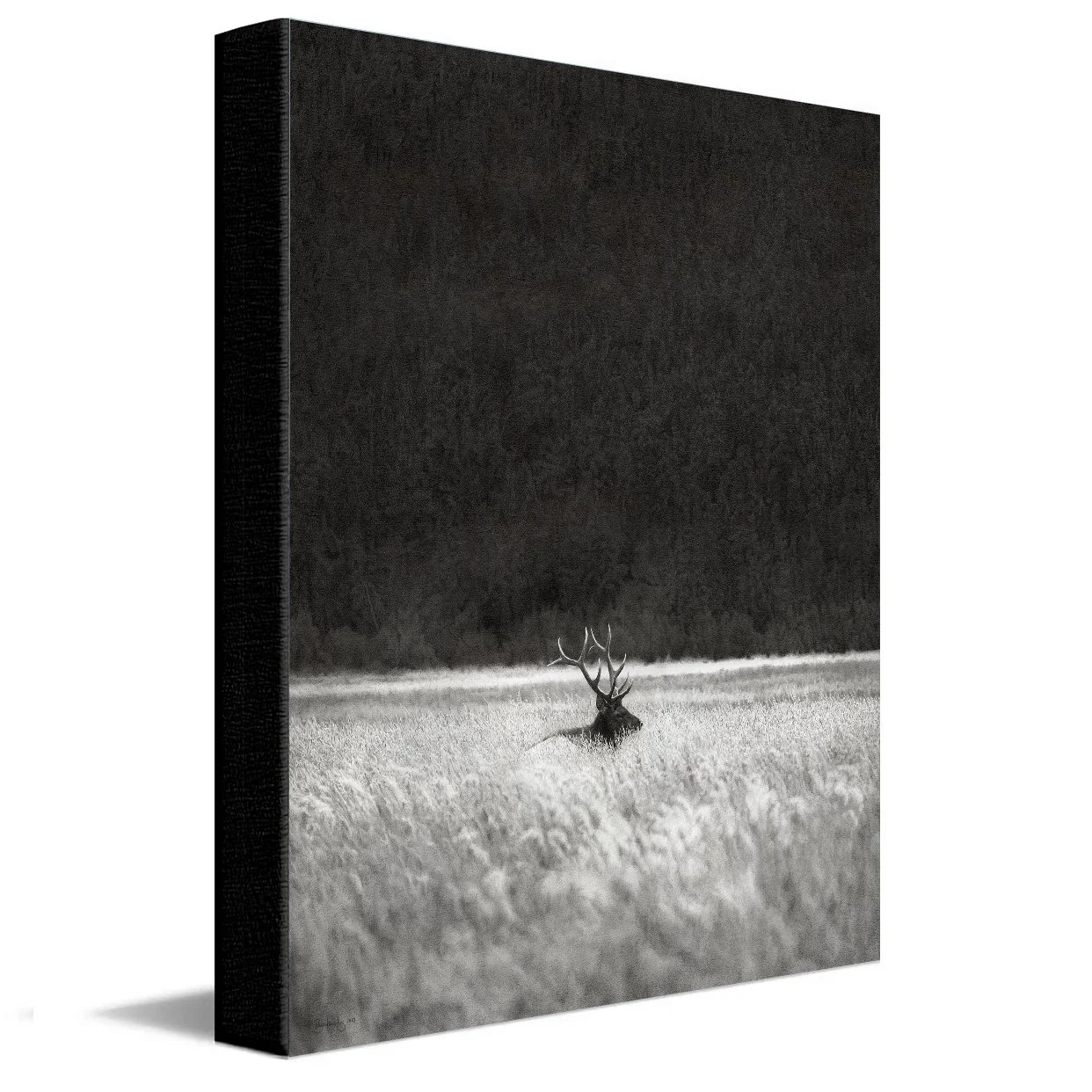 EstesElk-StretchedCanvas.jpg