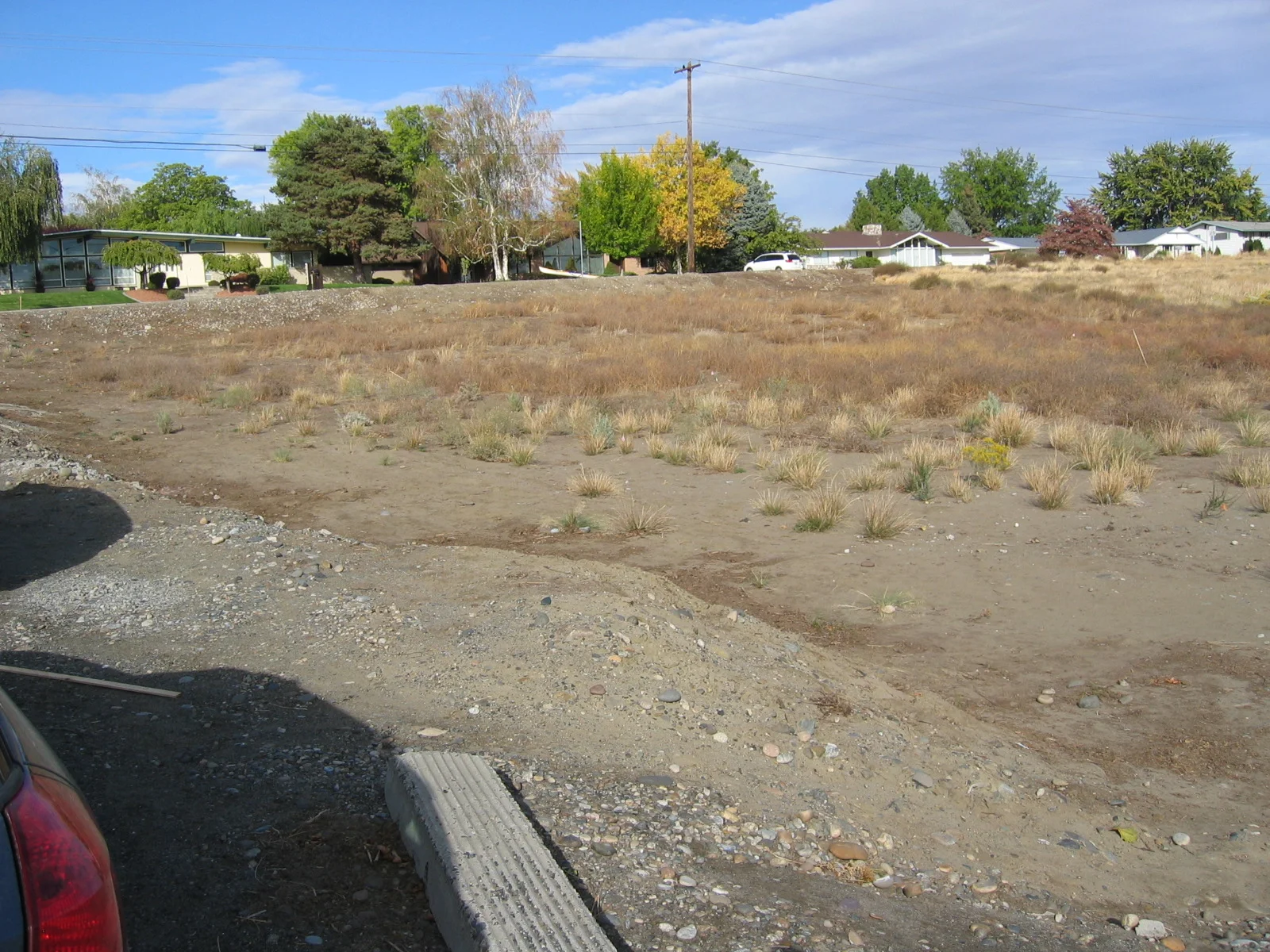 Fig 4. A few plants, but many weeds (10/2008)