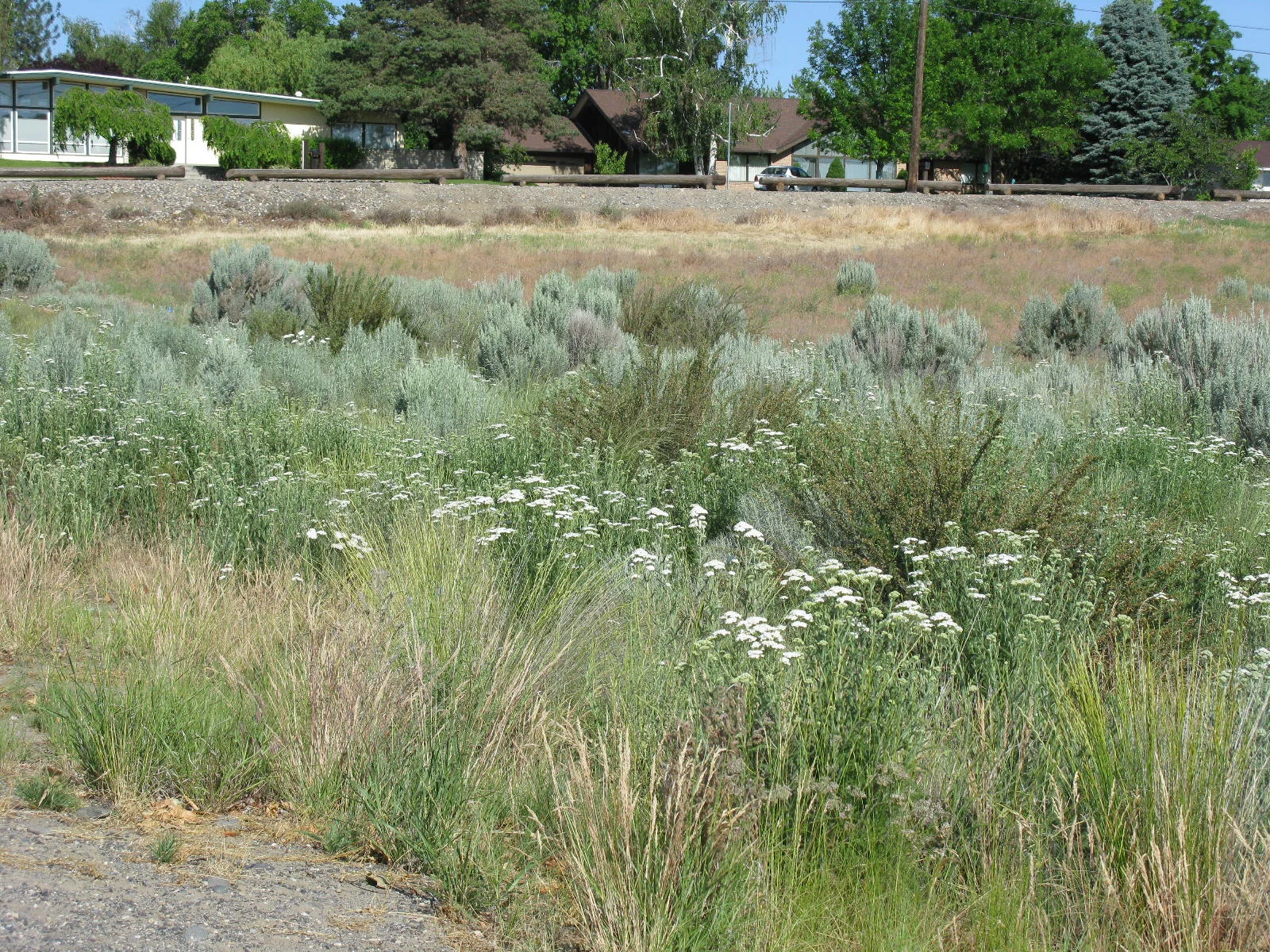 Fig 5. Sagebrush, bitterbrush,native grasses, and yarrow 