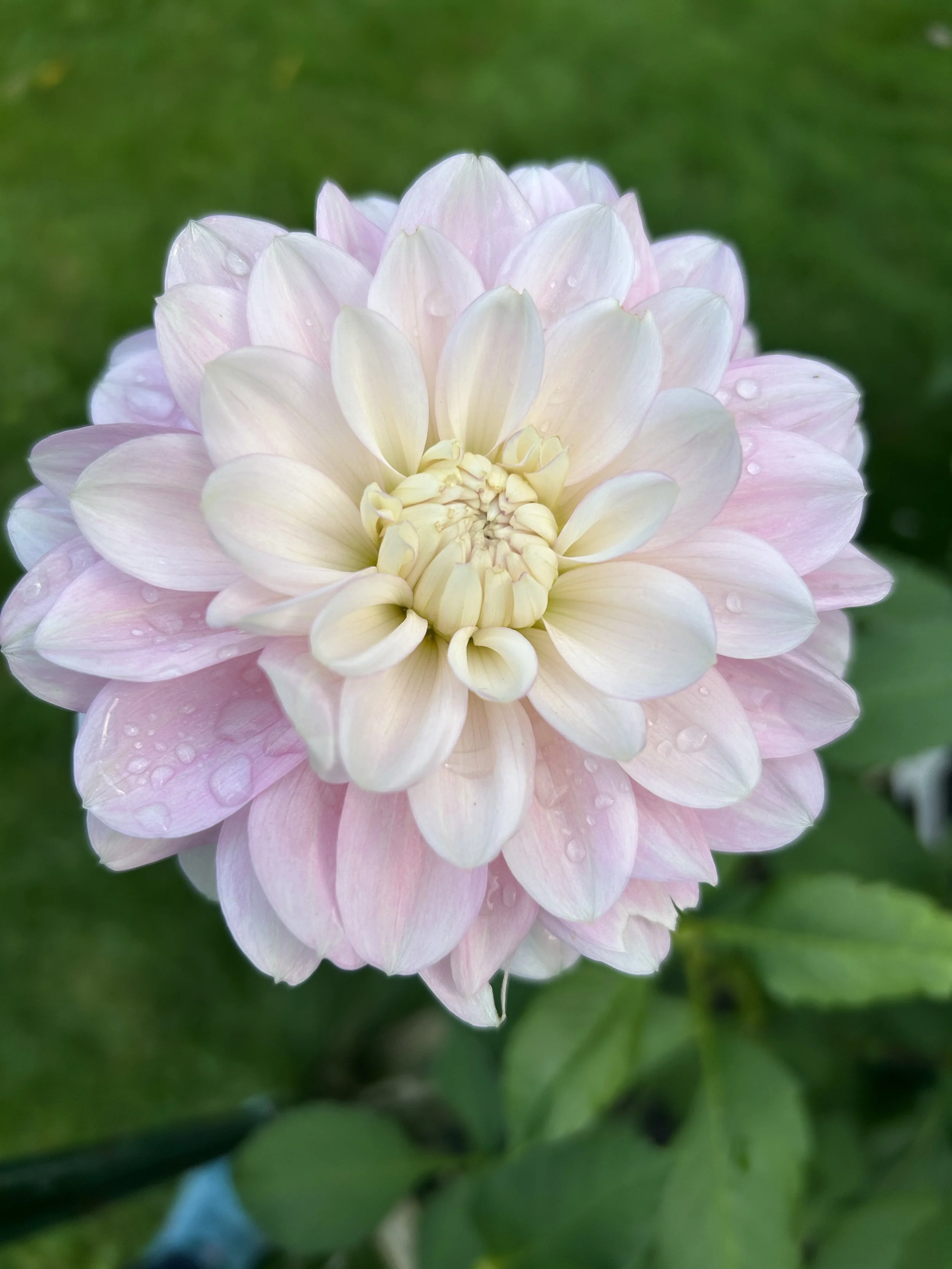 Daddy's Girl BB ID Pk.jpeg