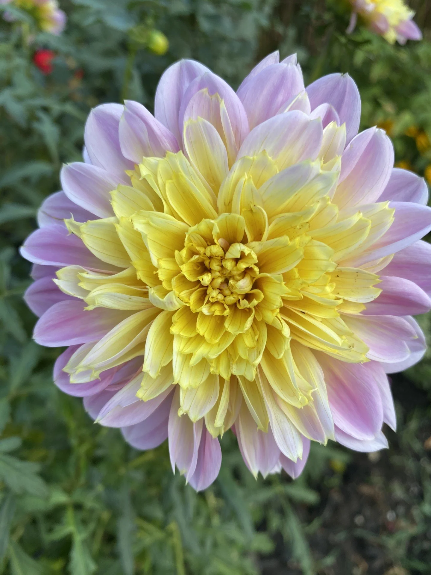 Lifestyle AN LBL.jpg