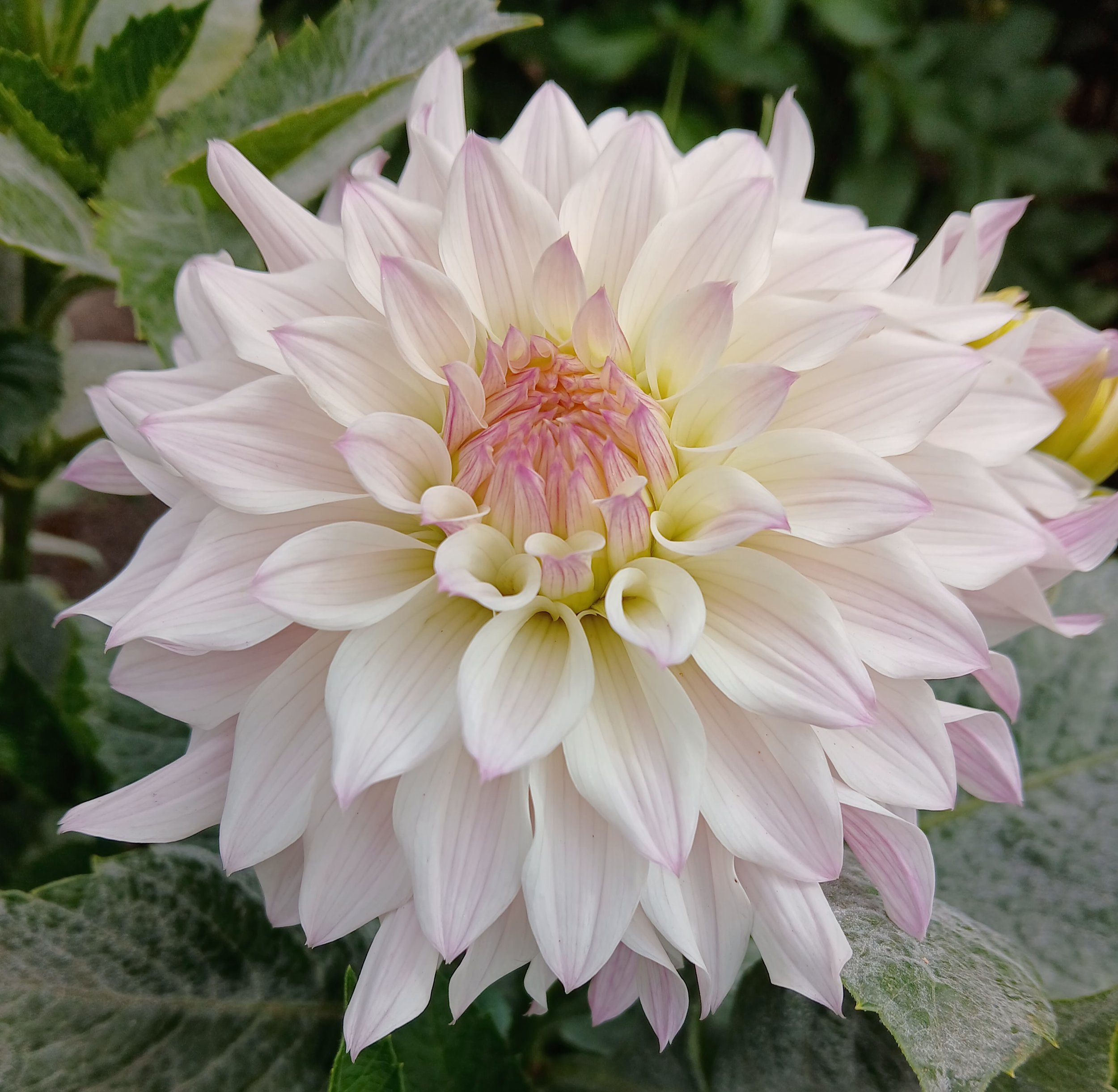 Bloomquist Compare BB FD L.jpg