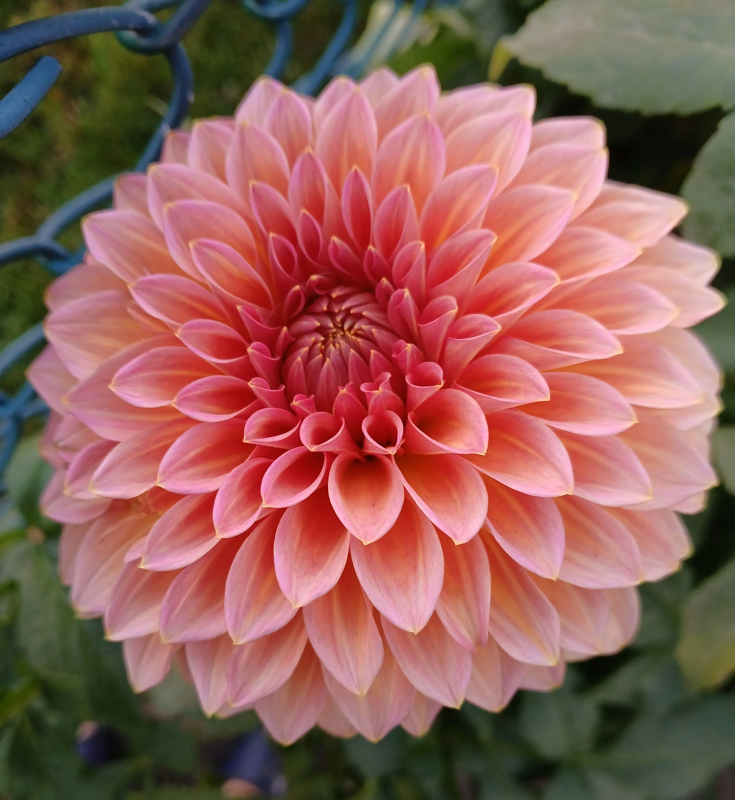 Hollyhill Kismet BB FD LB