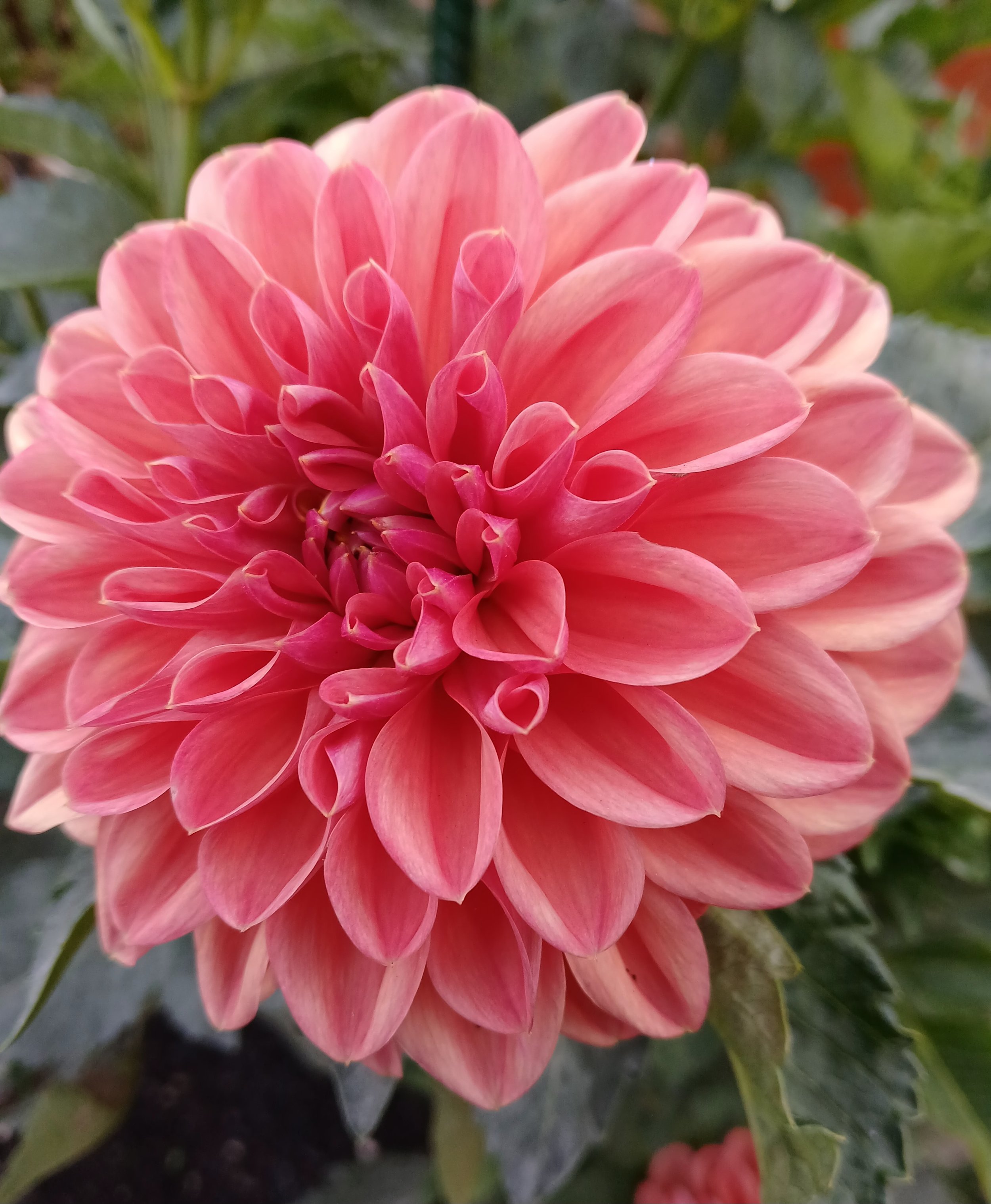 Bloomquist Curt BB FD DP