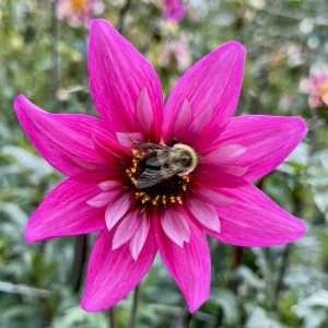 Hy_LLLovely CO Pk.jpg