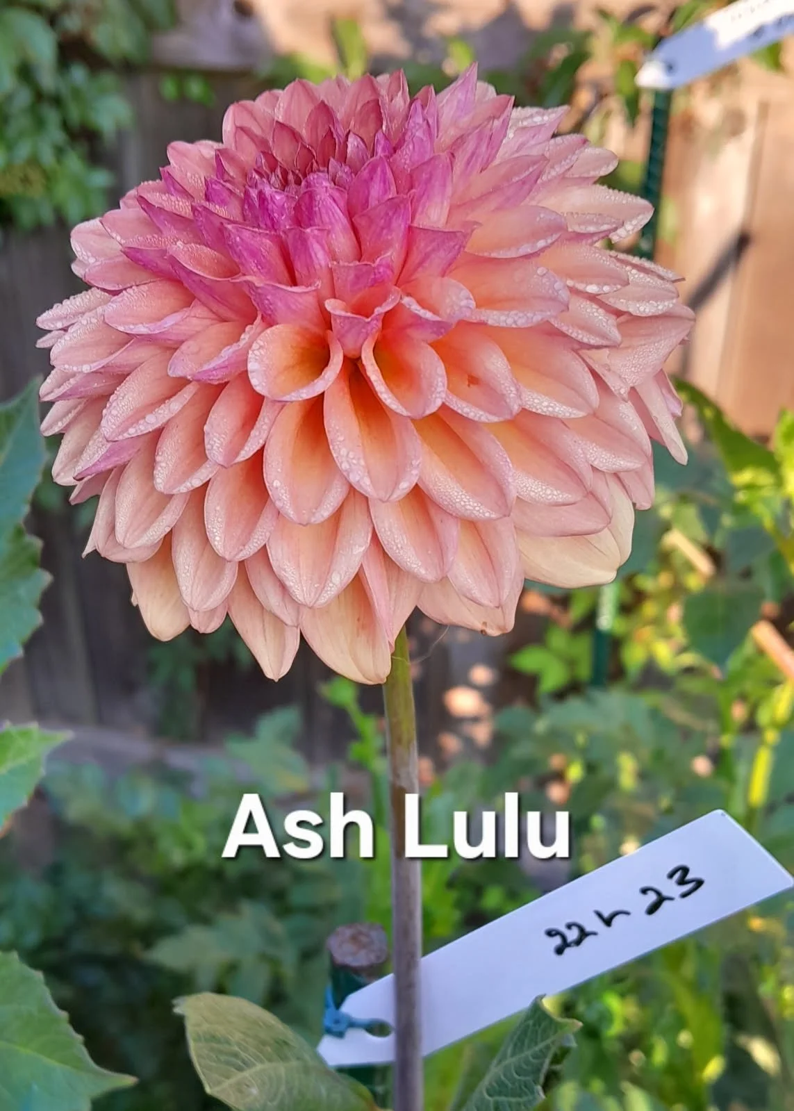 Ash Lou Lou M FD DBL