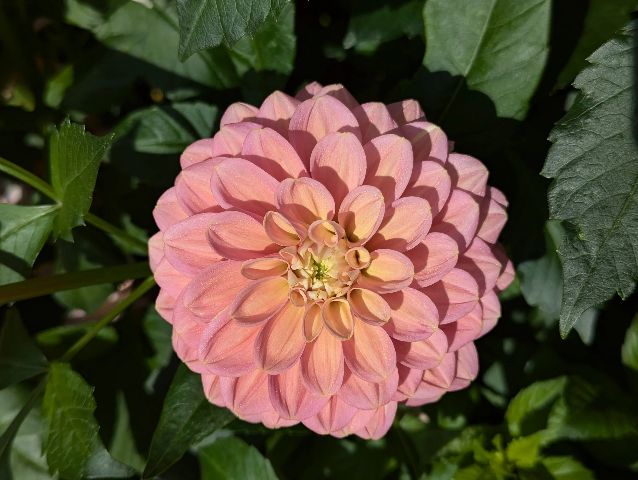 Milena fleur W LBl.jpg