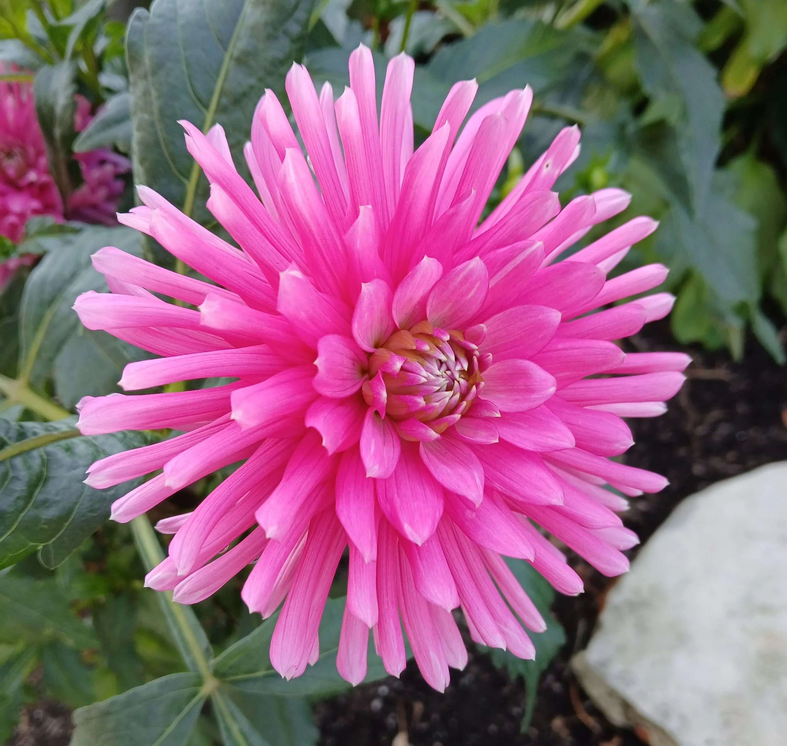 Little MIssy M SC DP.jpg