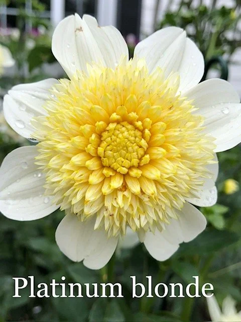 platinum blonde AN W.jpg