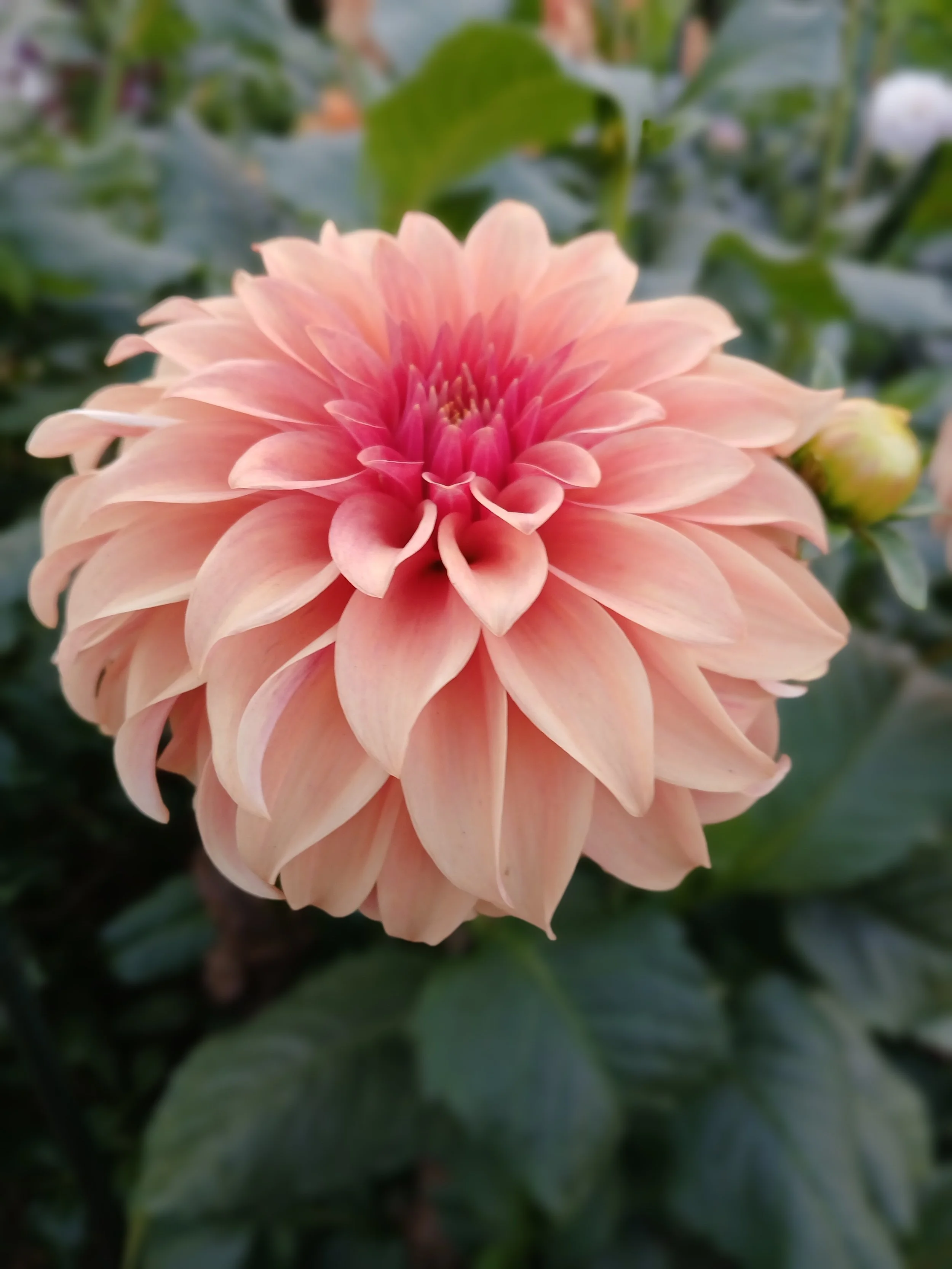 Bloomquist Pleasing BB ID BR