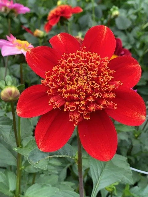 Lake Hills Sunset AN R